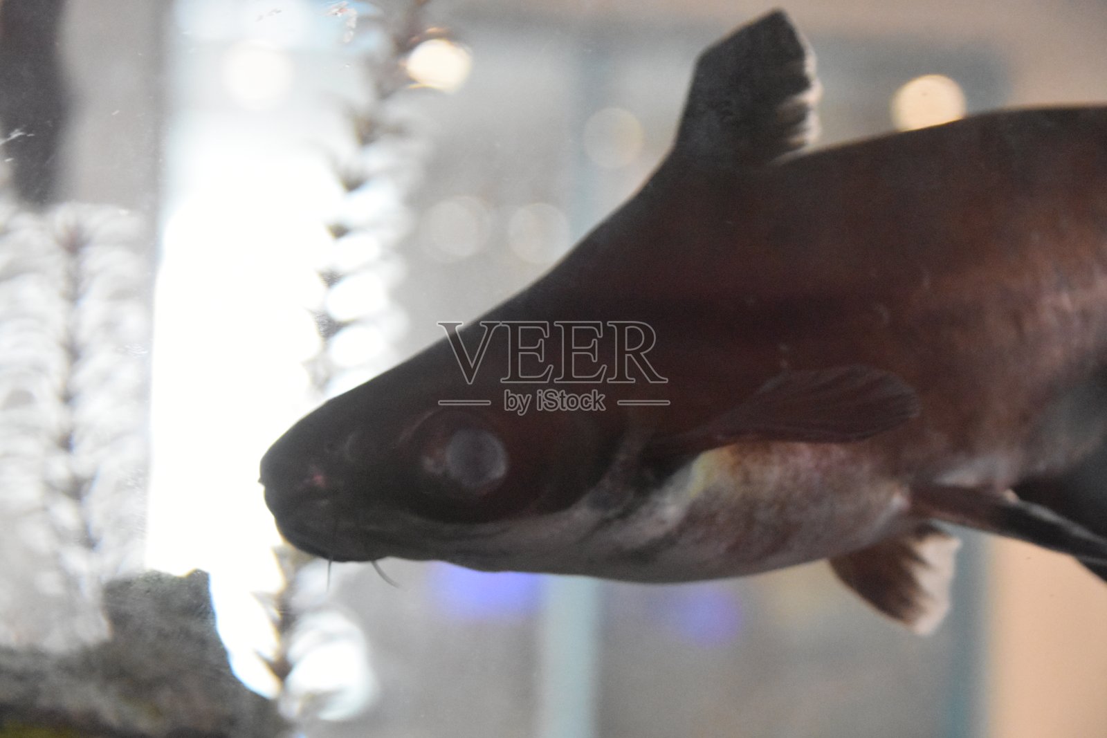 鱼缸里的鱼照片摄影图片