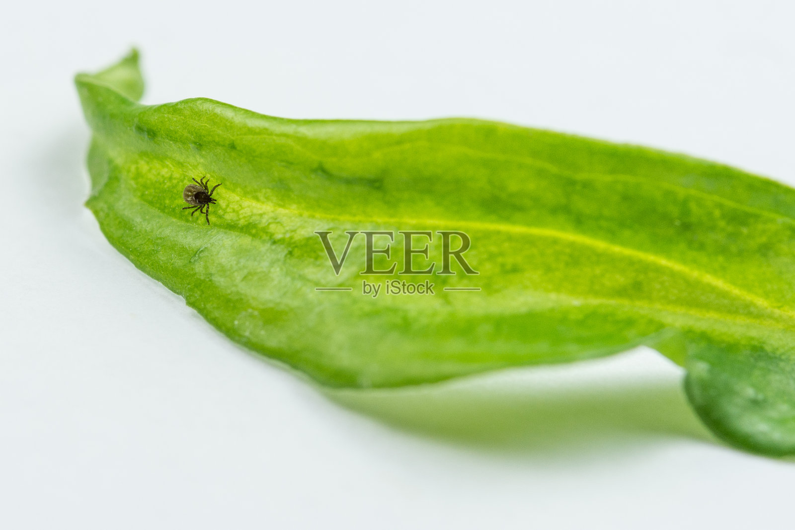 绿叶上的小扁虱。Ixodes蓖麻。照片摄影图片