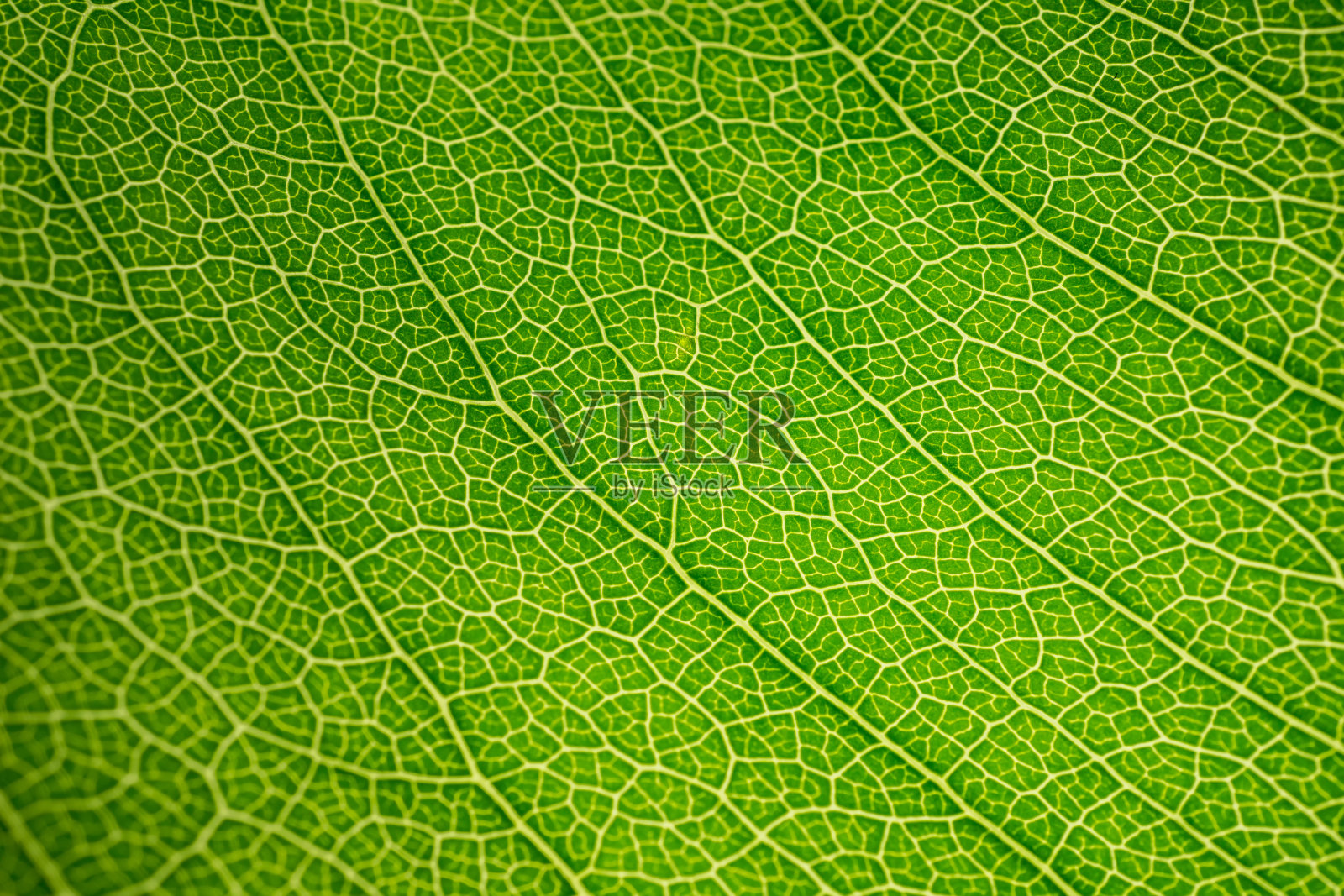 简单叶子的背景宏照片摄影图片