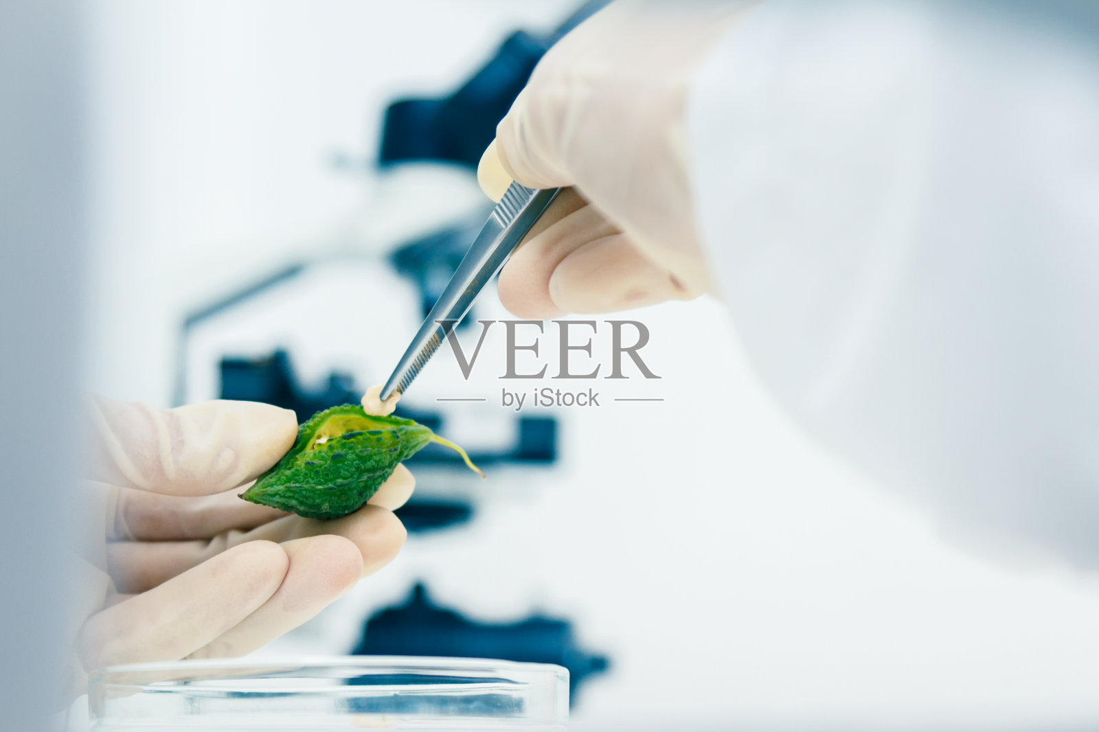 工作的科学家，在实验室工作的科学家，靠在实验室里的科学家，科学家背景，在实验室里看东西的女性科学家，研究的科学家和选择性聚焦的科学家。照片摄影图片