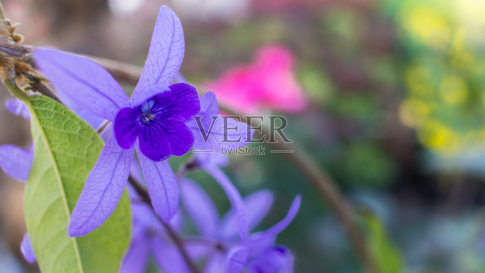 紫色常青藤花盛开照片摄影图片