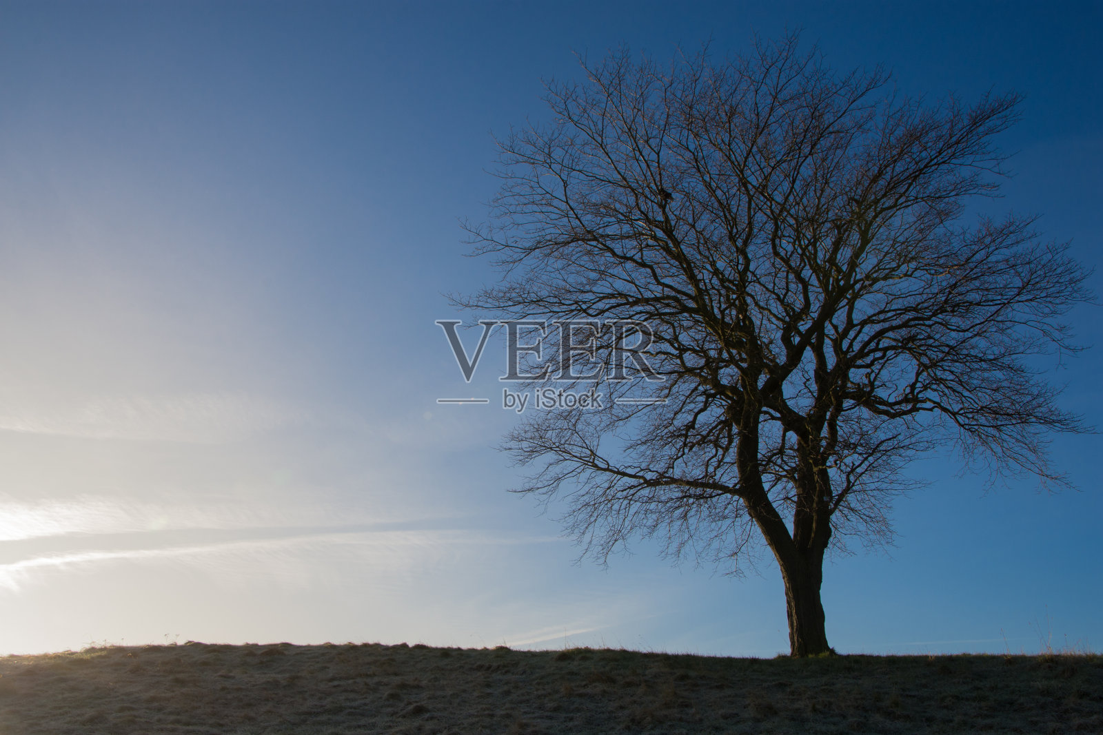 蓝天下一棵光秃秃的树的剪影照片摄影图片