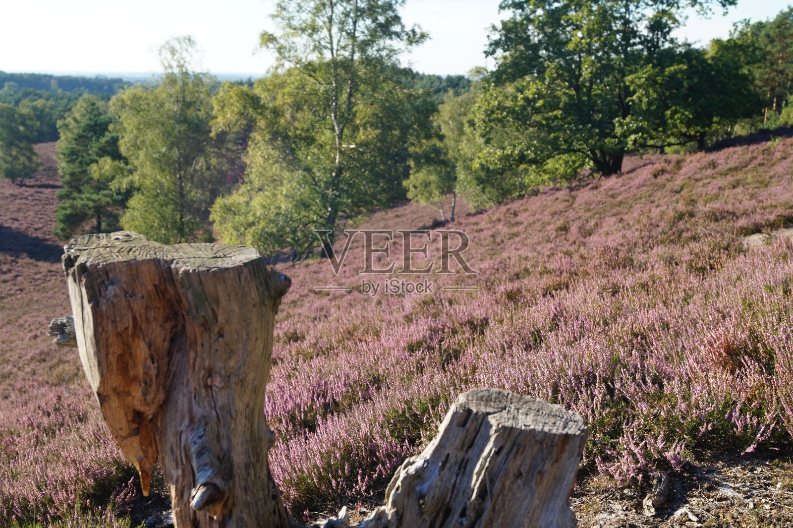 野生鱼类保护区照片摄影图片