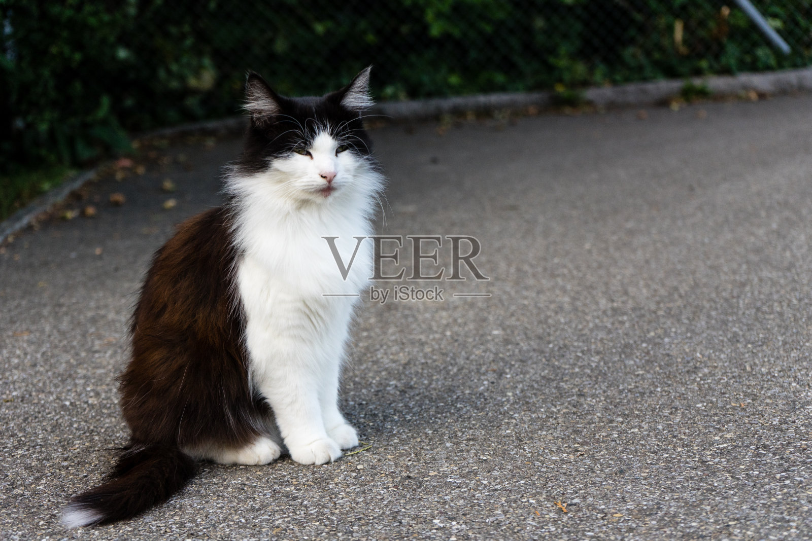 白天户外近距离拍摄的棕色白猫照片摄影图片