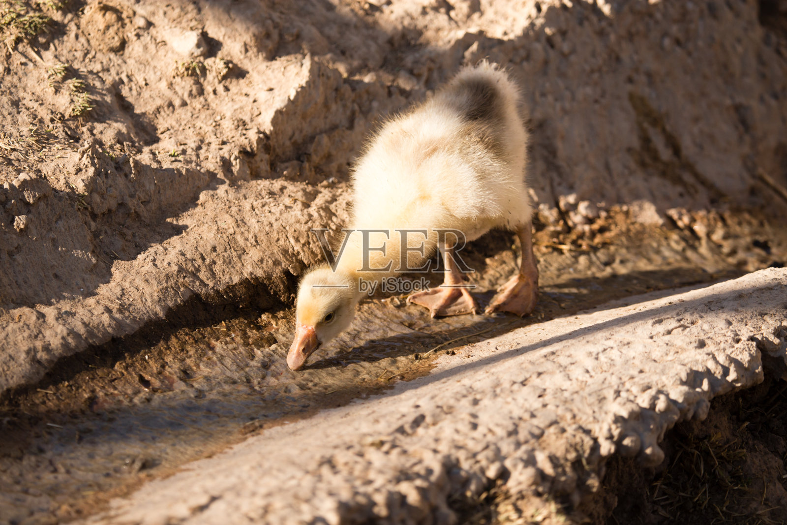 在农场散步的鸭子照片摄影图片