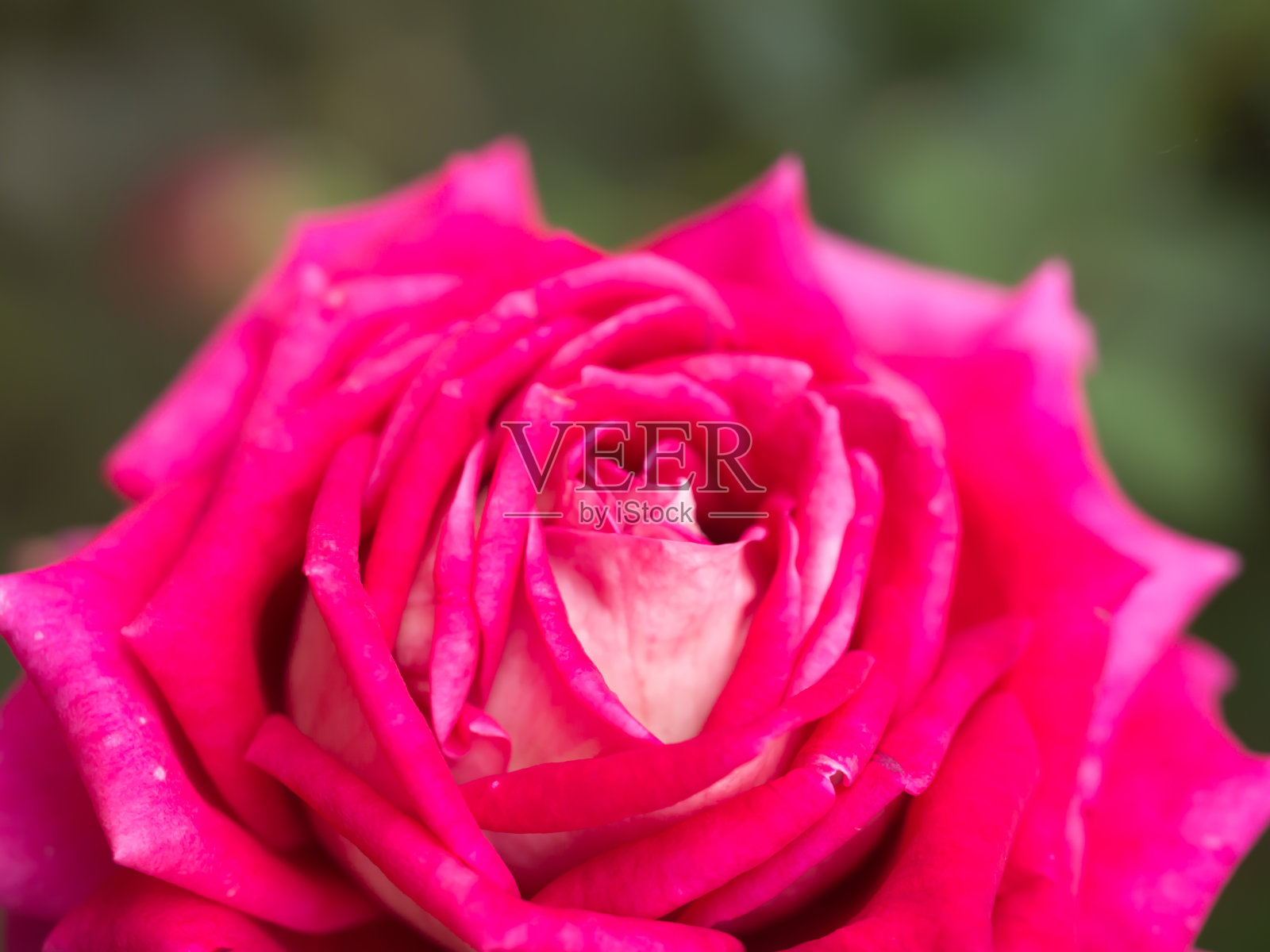 特写的盛开的红玫瑰。美丽的玫瑰花瓣图案。照片摄影图片