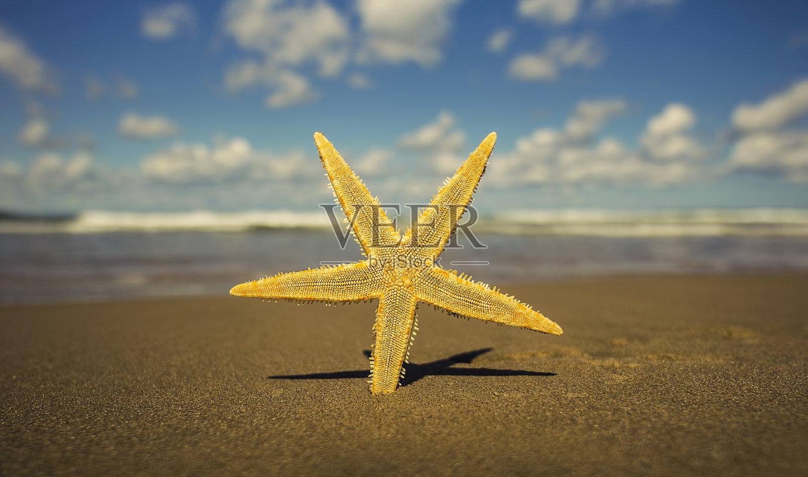 海滩上的海星照片摄影图片