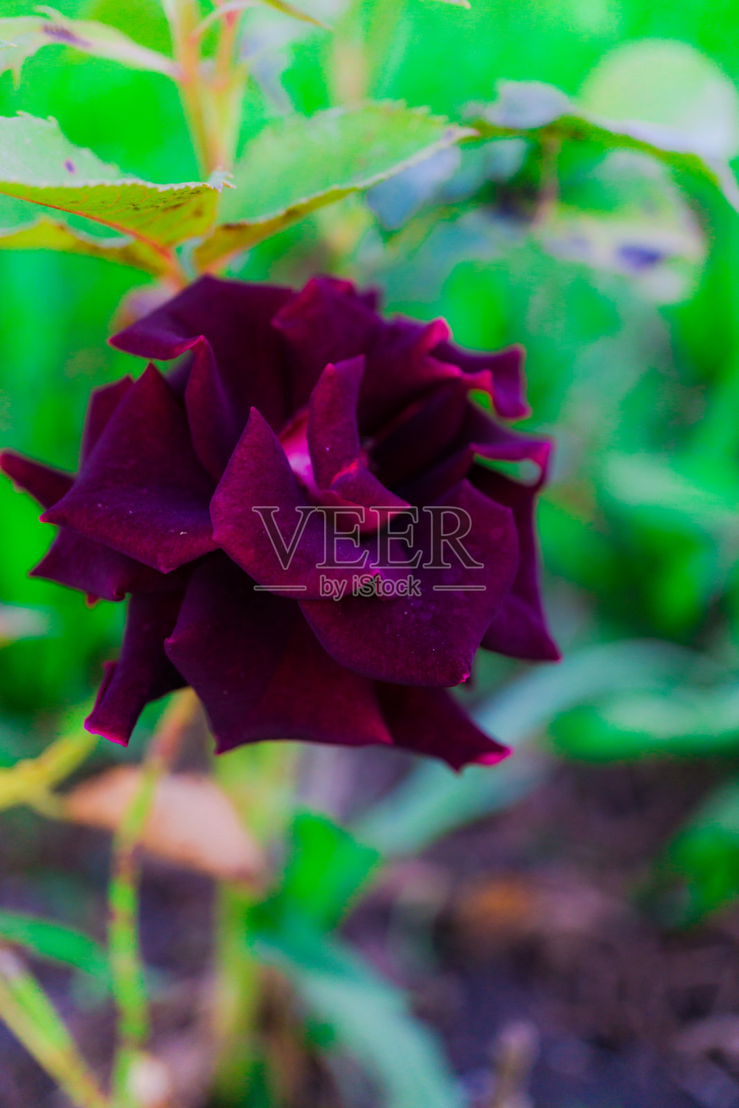 美丽的花朵照片摄影图片