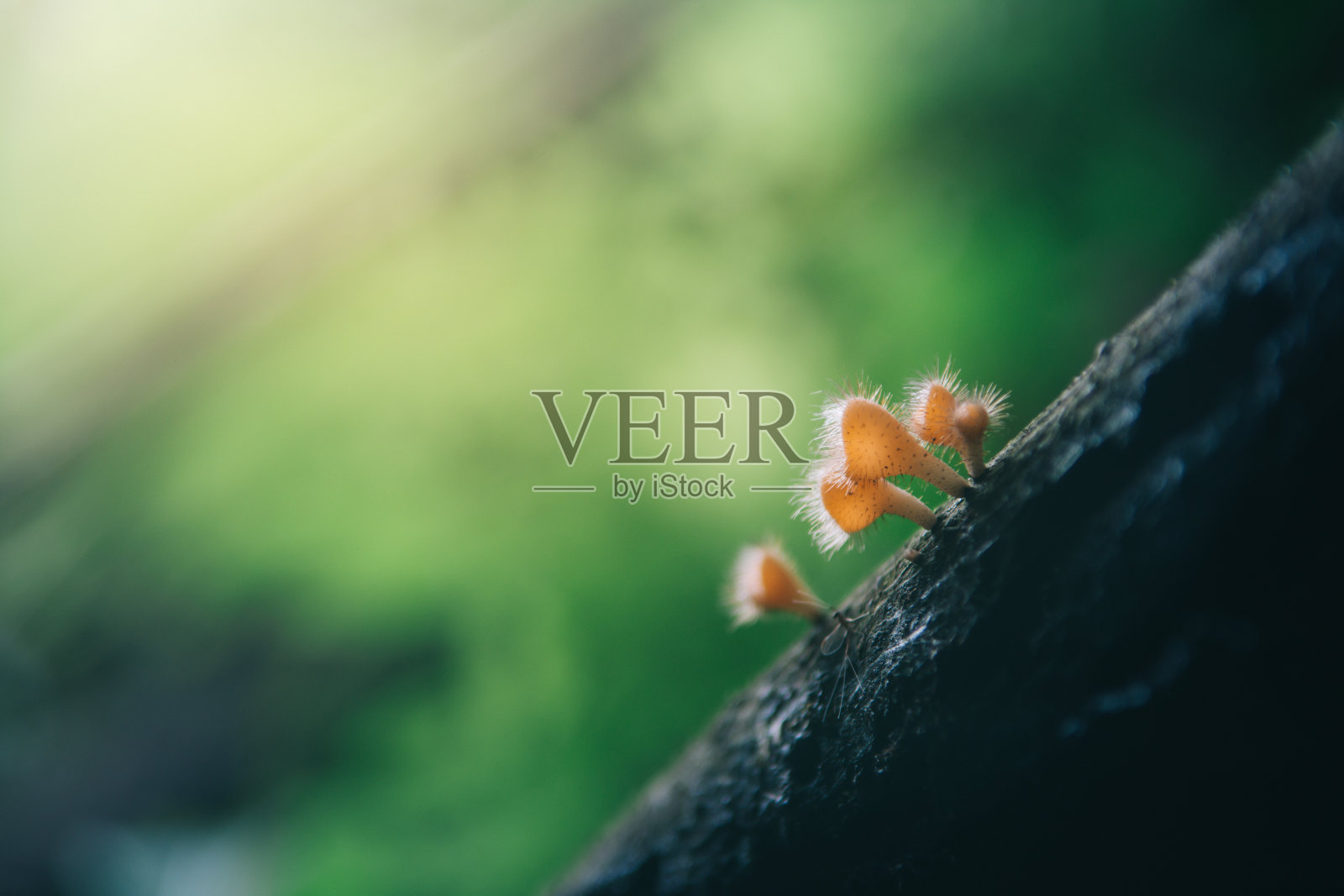 软焦点Cookeina sucipes蘑菇在木材上与阳光的背景照片摄影图片