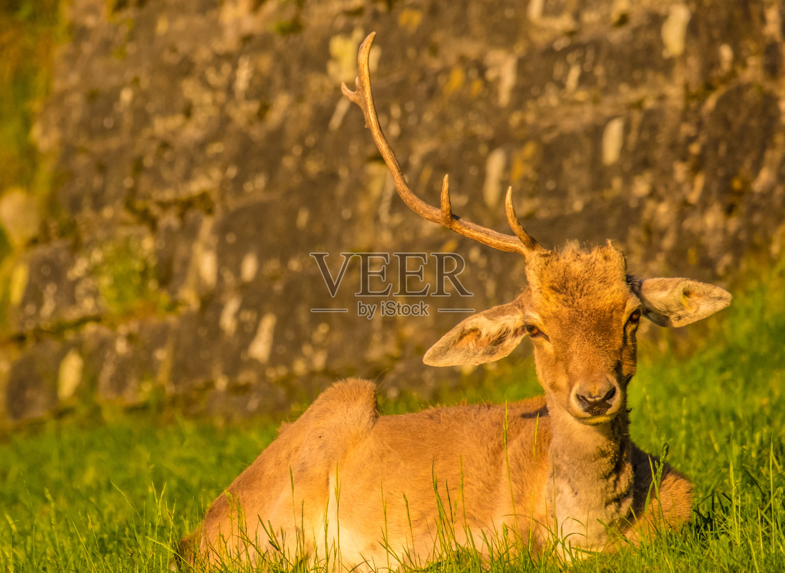公园里的鹿照片摄影图片