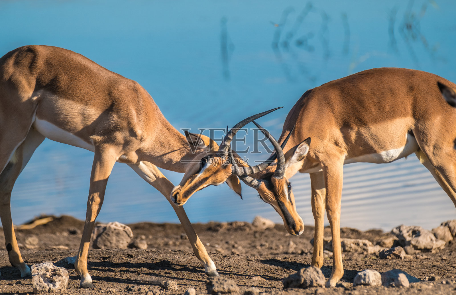 纳米比亚，埃托沙国家公园，纳穆托尼，Chudop水坑附近，黑脸黑斑羚的角。照片摄影图片