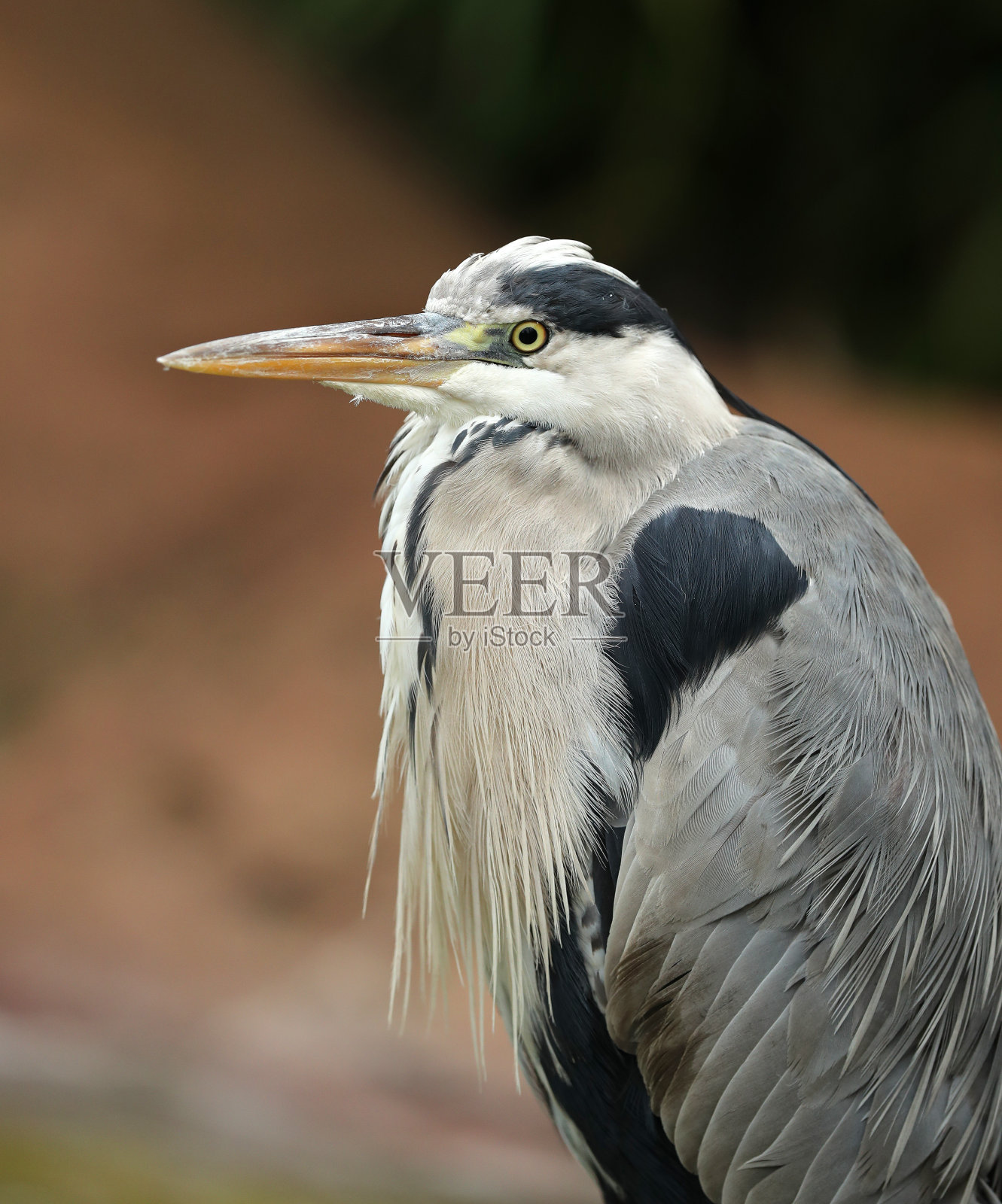苍鹭照片摄影图片