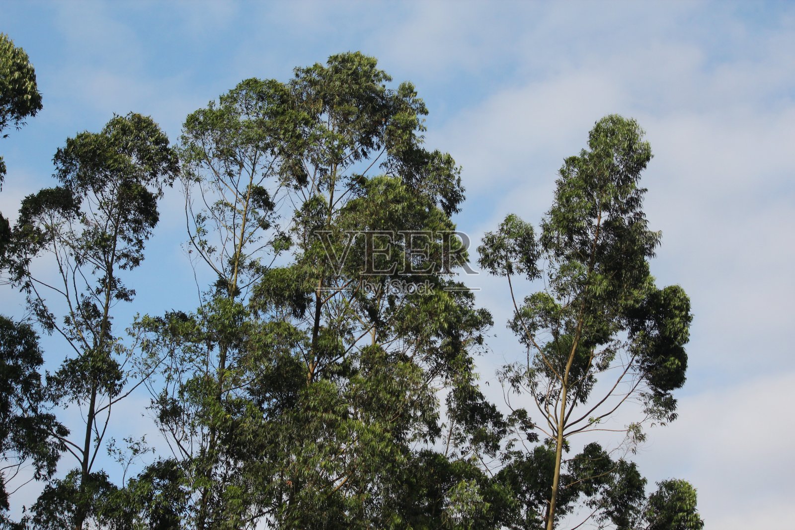 轮廓的树木照片摄影图片