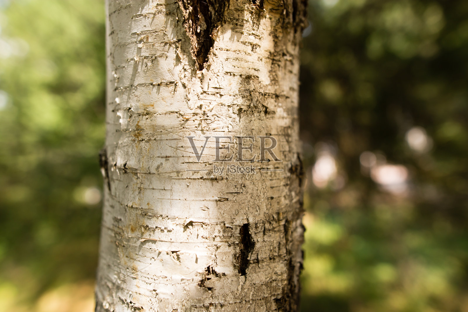 大自然中桦树的树干照片摄影图片