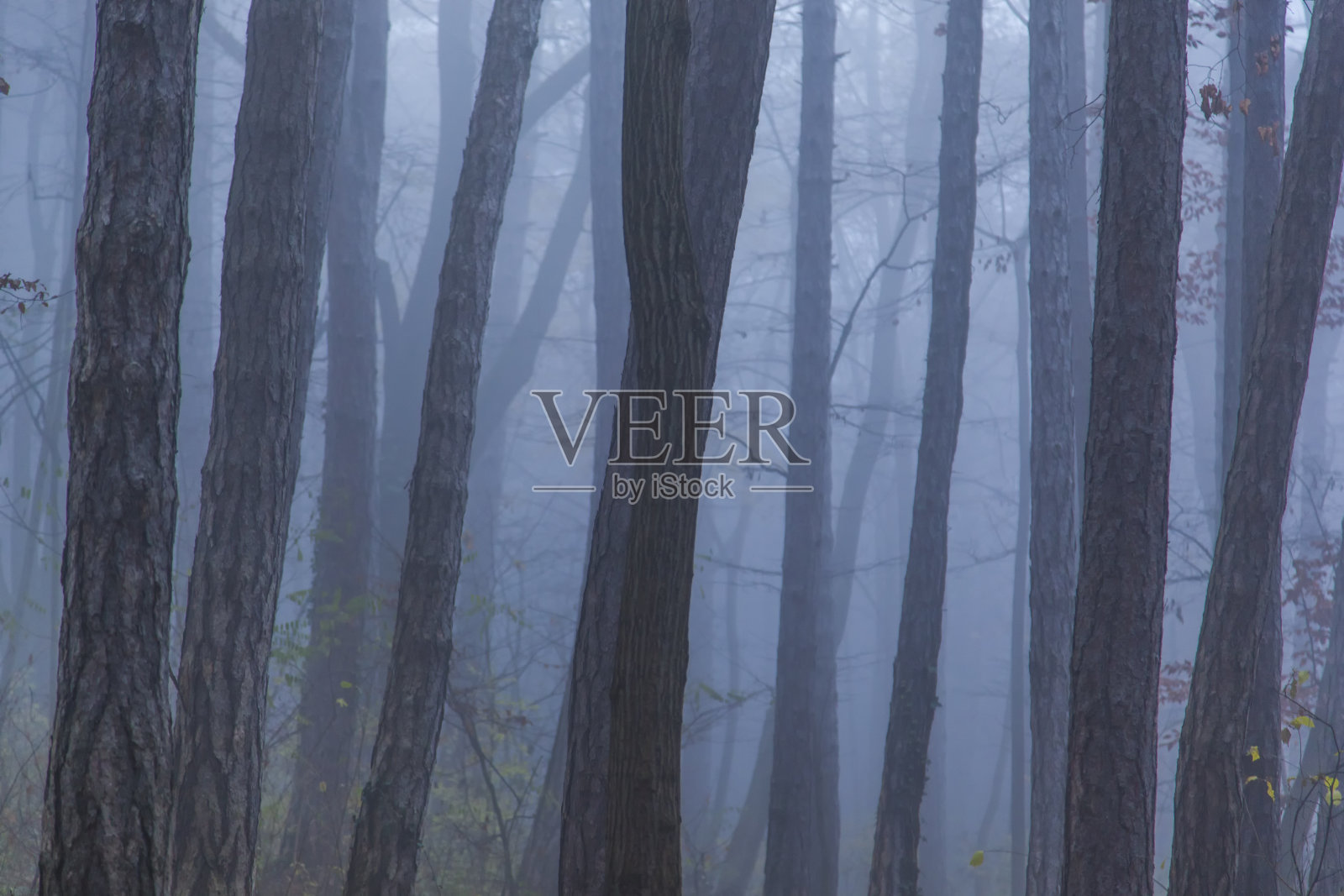 神奇的雾季节森林树木景观。可爱的梦幻童话。照片摄影图片