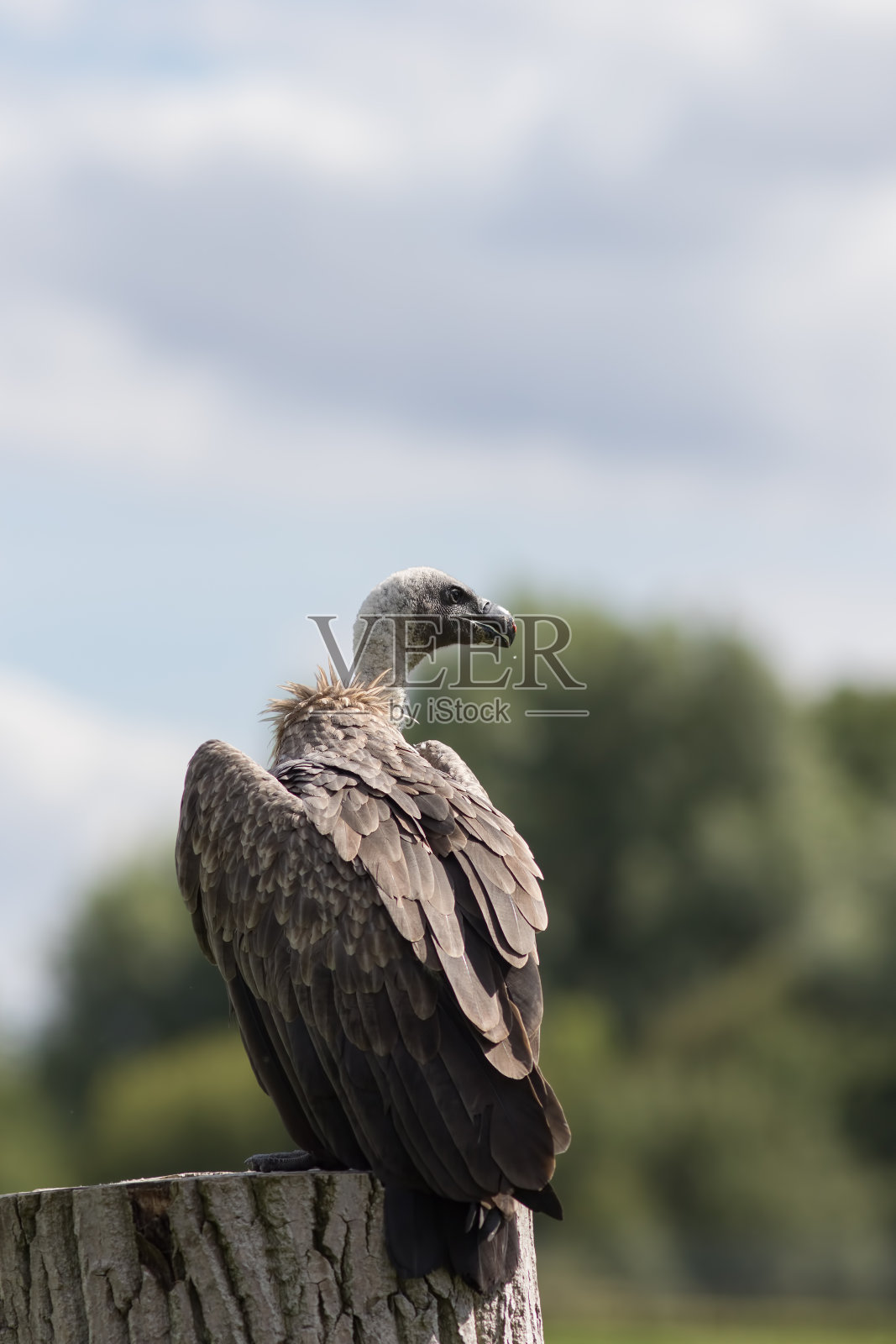 秃鹫的肖像。濒临灭绝的非洲动物独树一帜。照片摄影图片