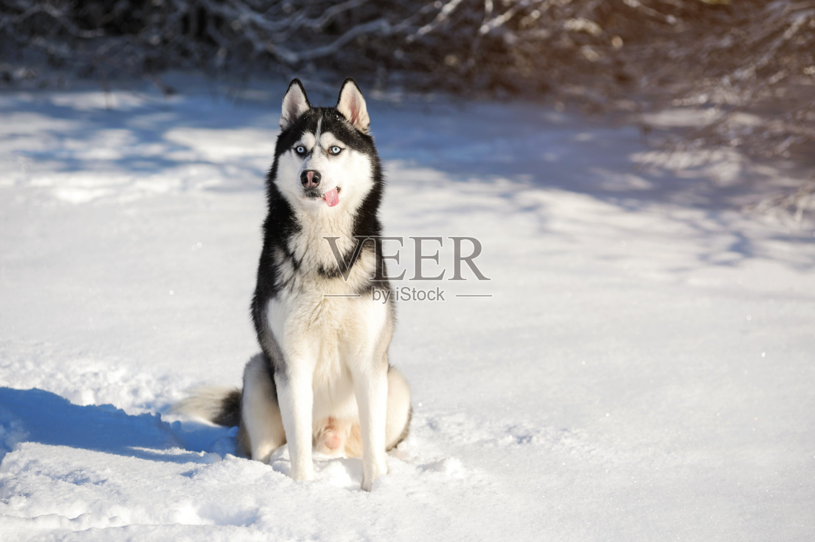在雪地里户外的雄性谷壳照片摄影图片