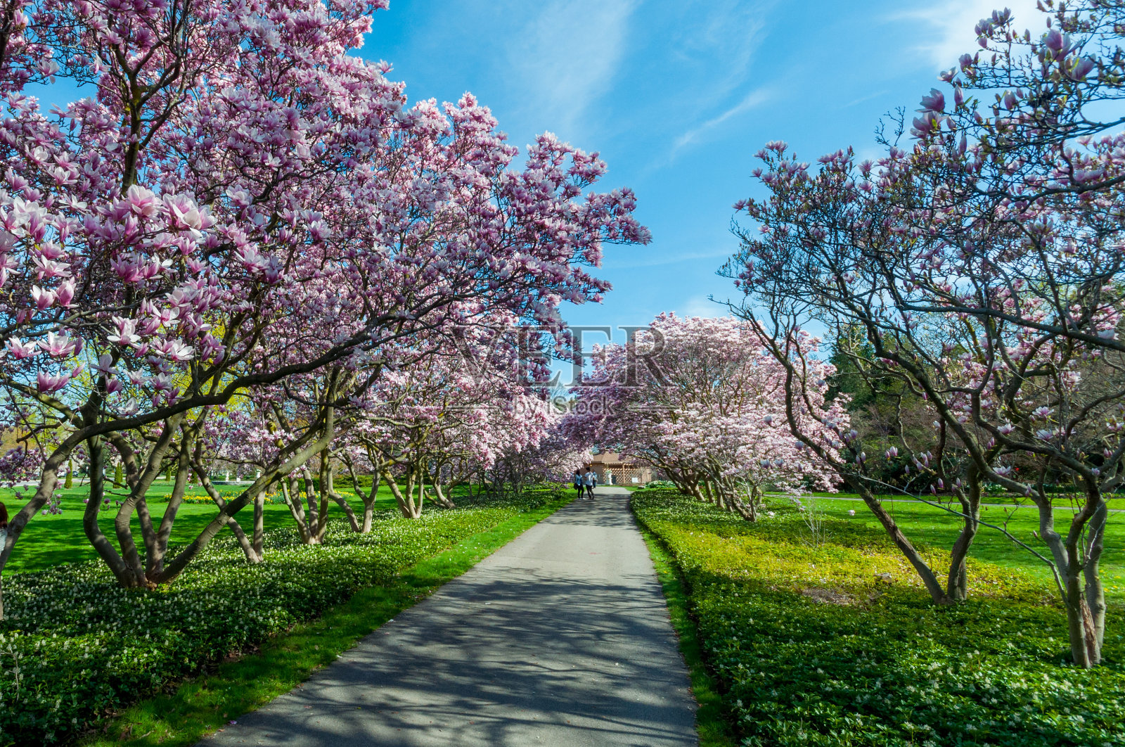 五月的木兰树，尼亚加拉瀑布照片摄影图片