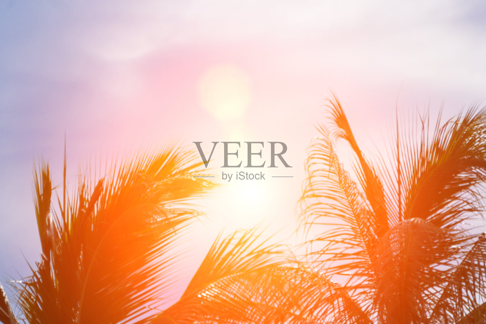 傍晚的阳光照射在花园里的椰子上。照片摄影图片