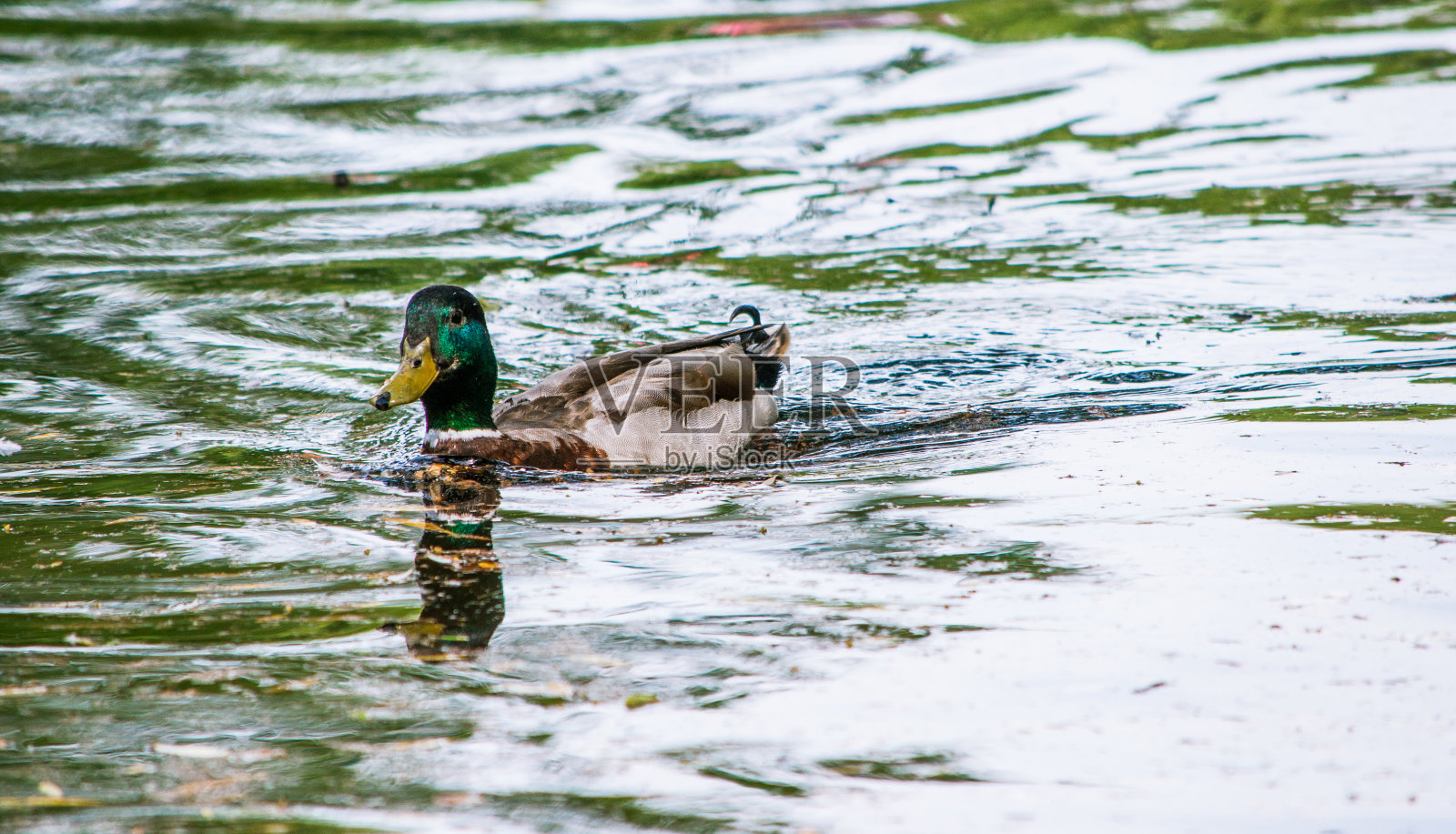 鸭子在池塘里游泳照片摄影图片