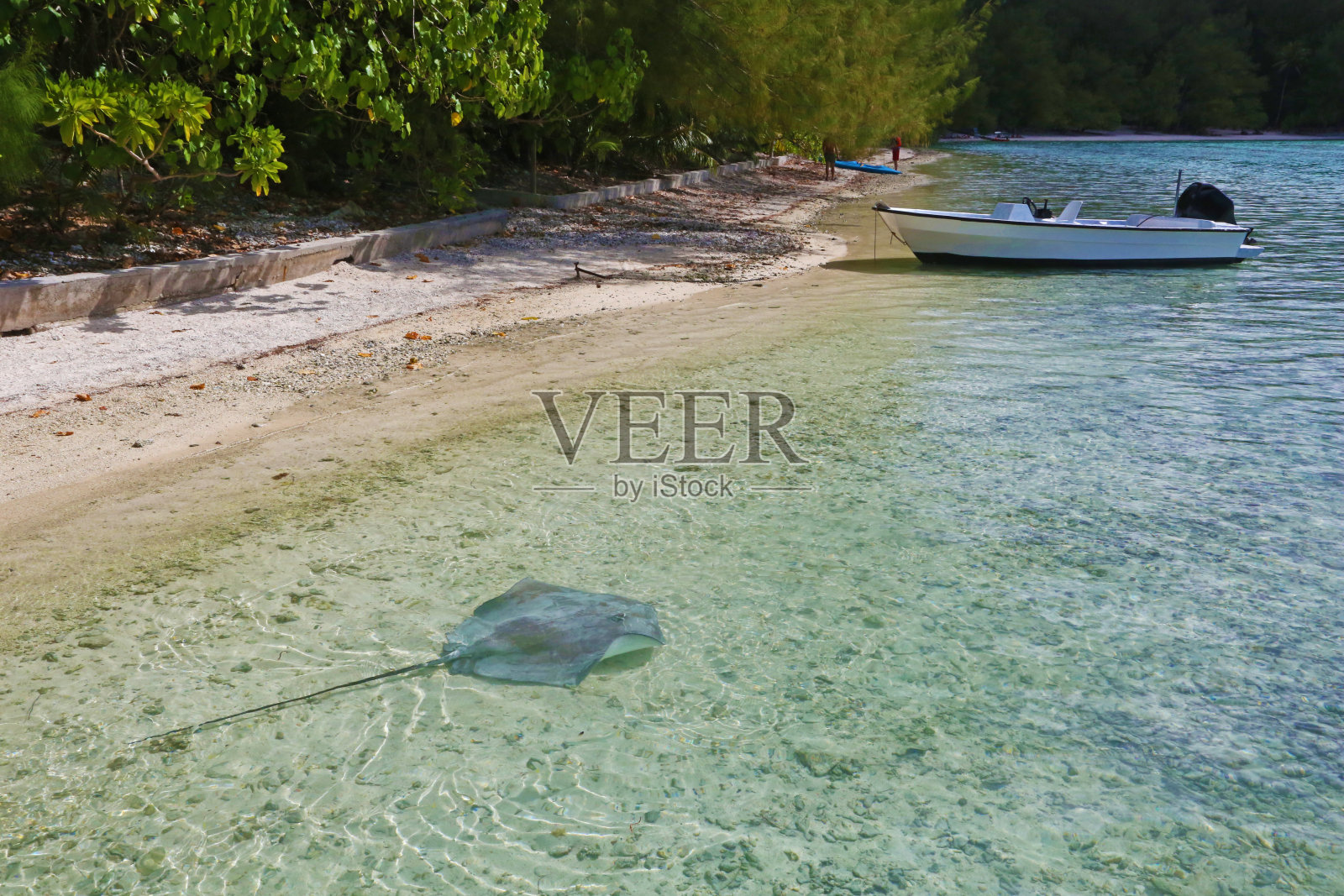 摩尔浅水区的大黄貂鱼照片摄影图片