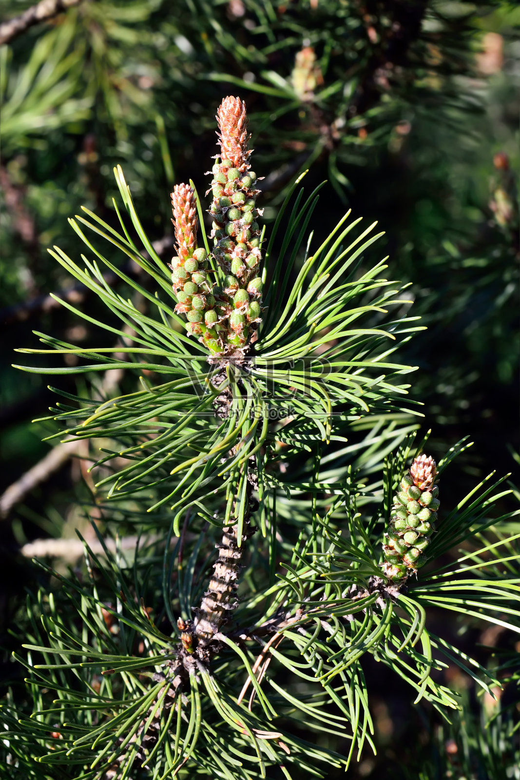 松果体mugo特写镜头照片摄影图片