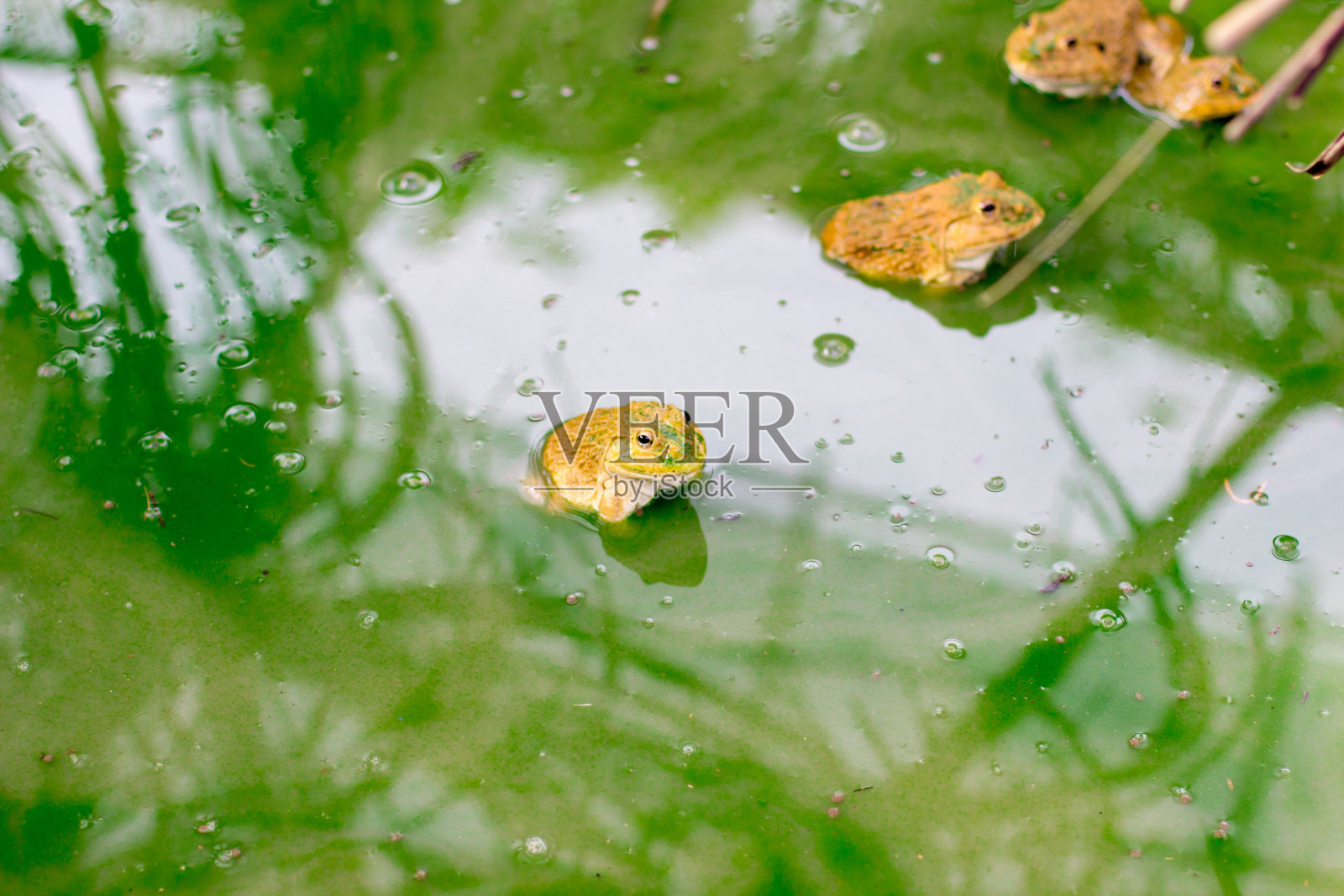 许多青蛙在水边的水泥块上，公牛青蛙在韦克菲尔德附近的一根原木上照片摄影图片