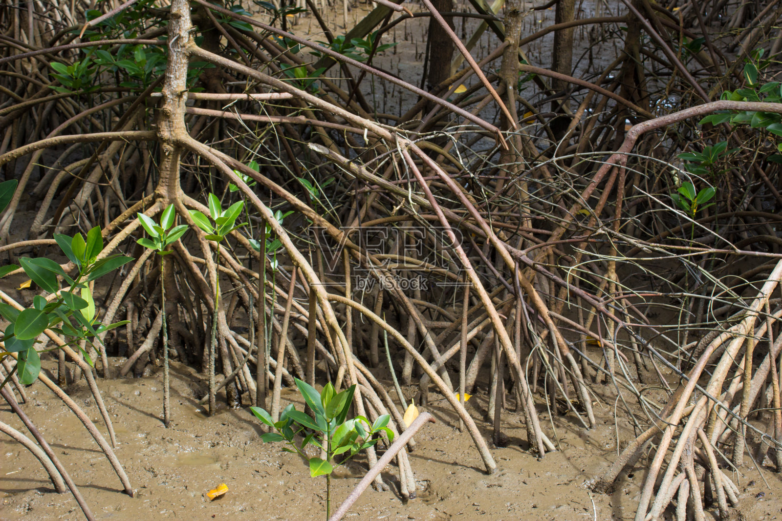 泰国的红树林照片摄影图片