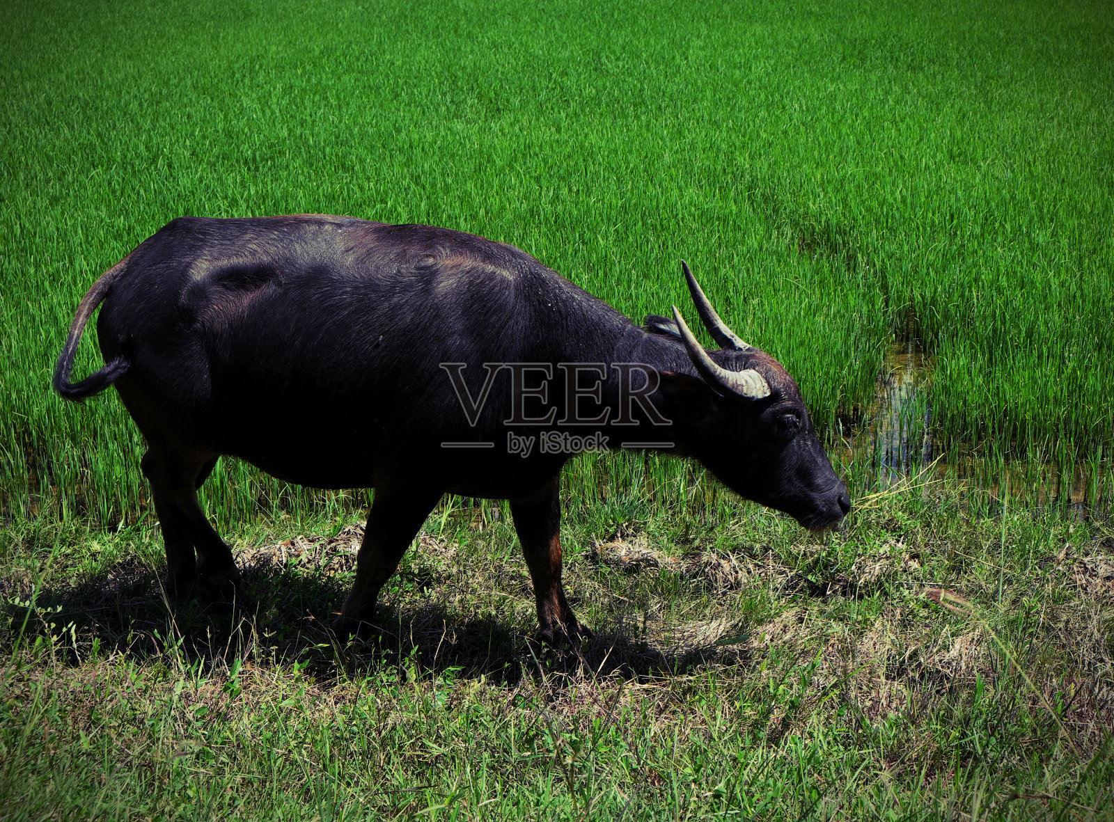 水牛站在草地上，稻田为背景照片摄影图片