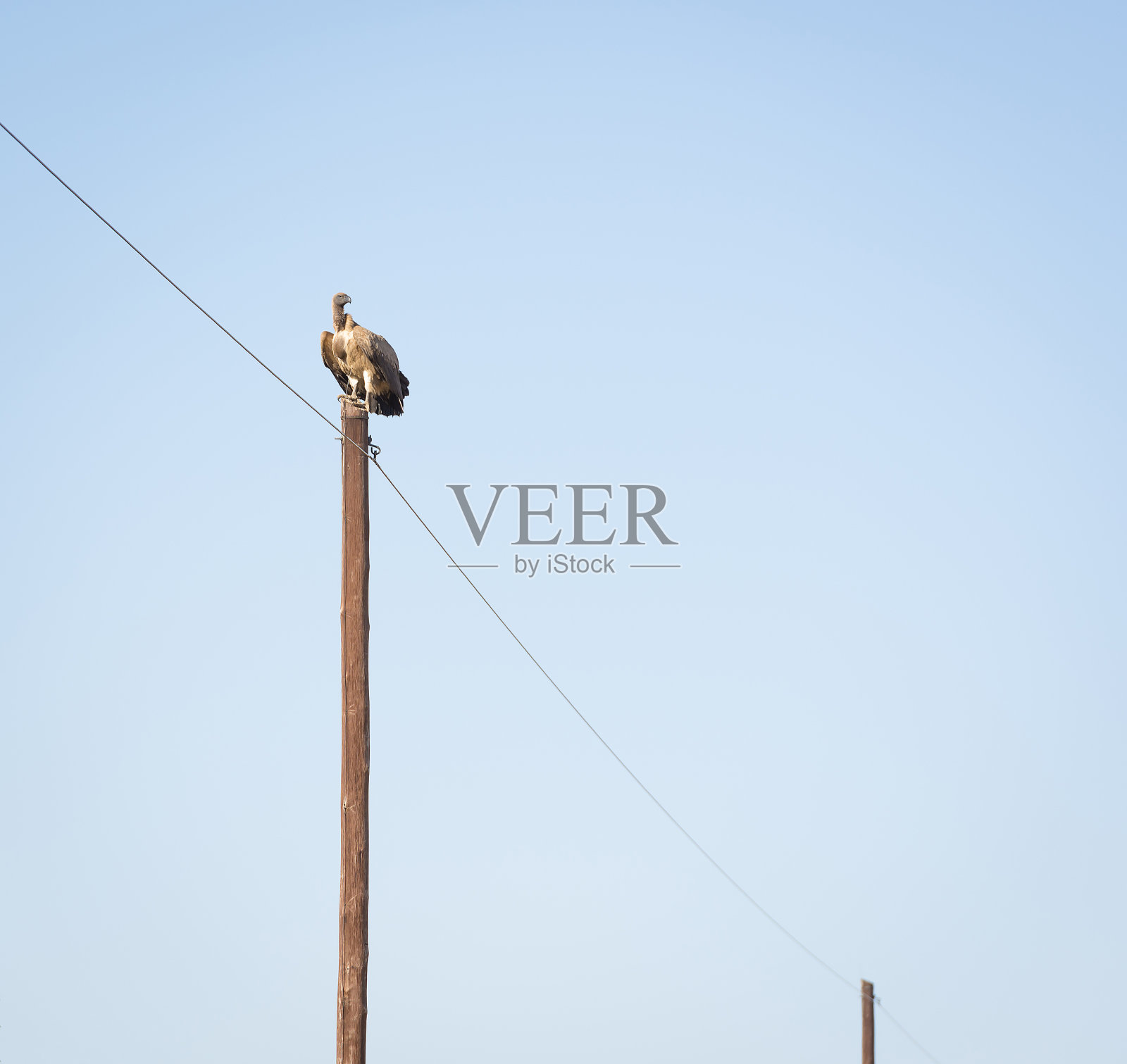 秃鹫栖息在杆子上照片摄影图片