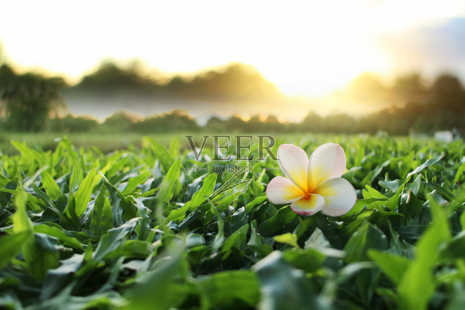 鸡蛋花在绿色的草地上。照片摄影图片
