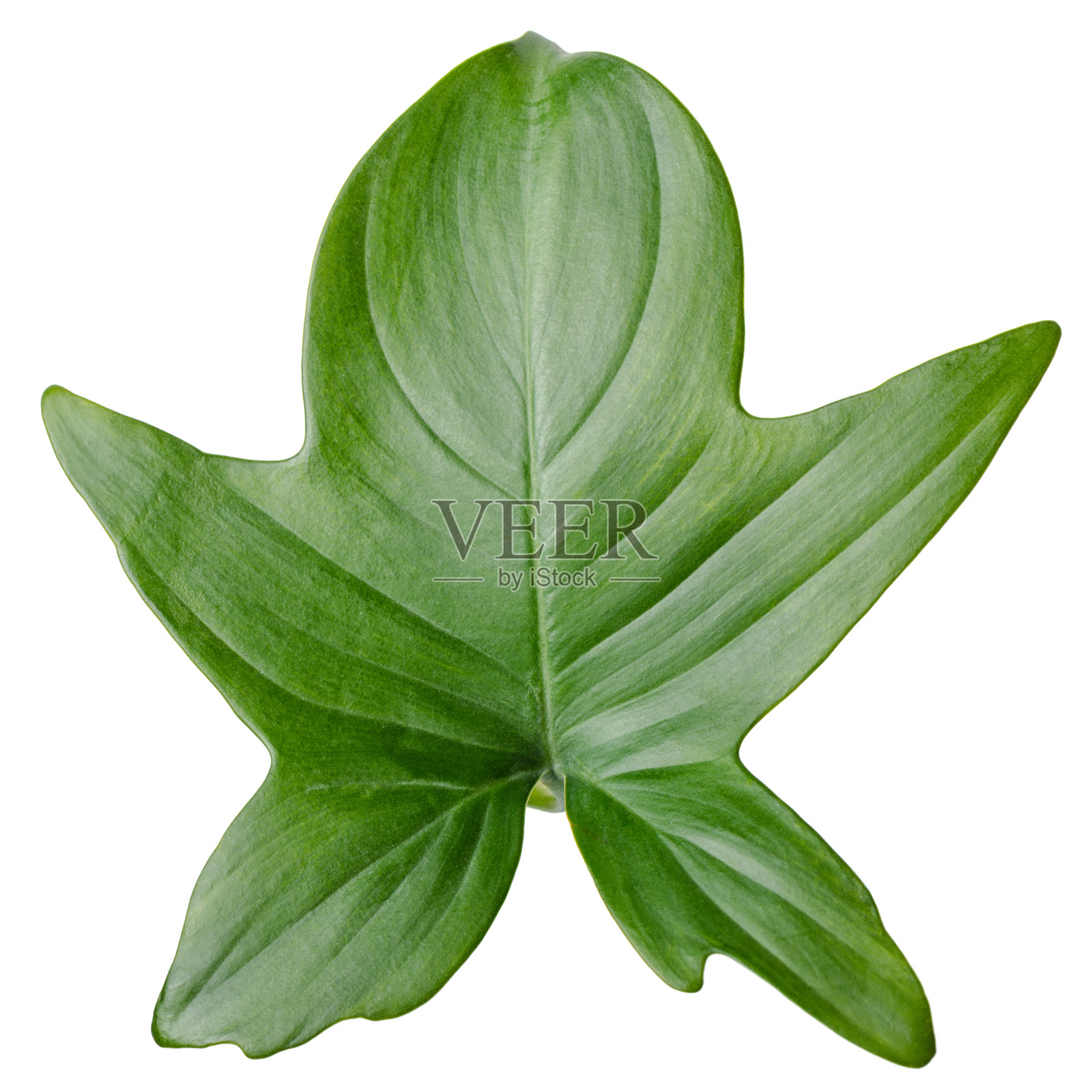 天然丛林雨林的叶子，泛石竹孤立在白色背景，近距离照片摄影图片