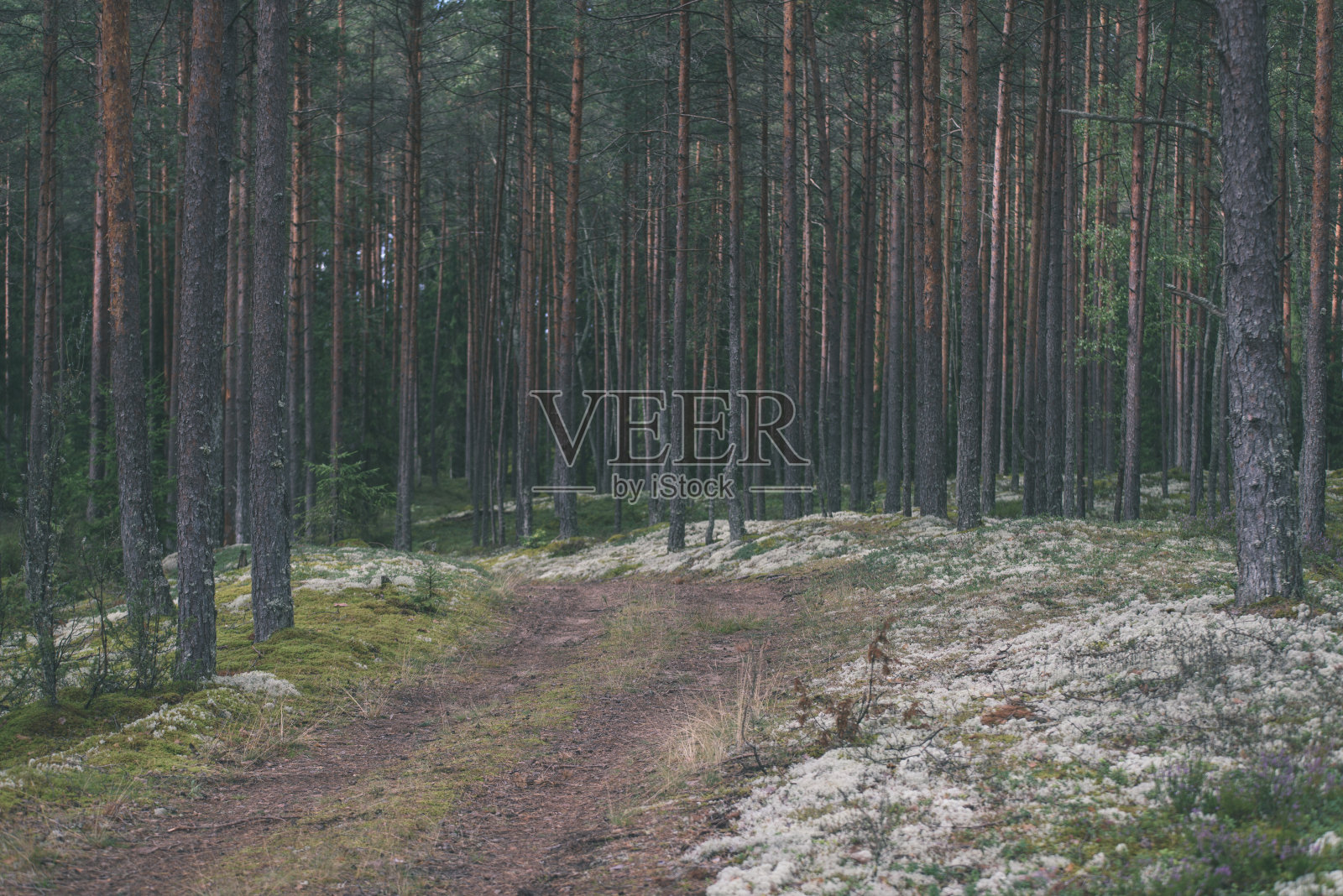 乡村路在森林- vintage效应照片摄影图片