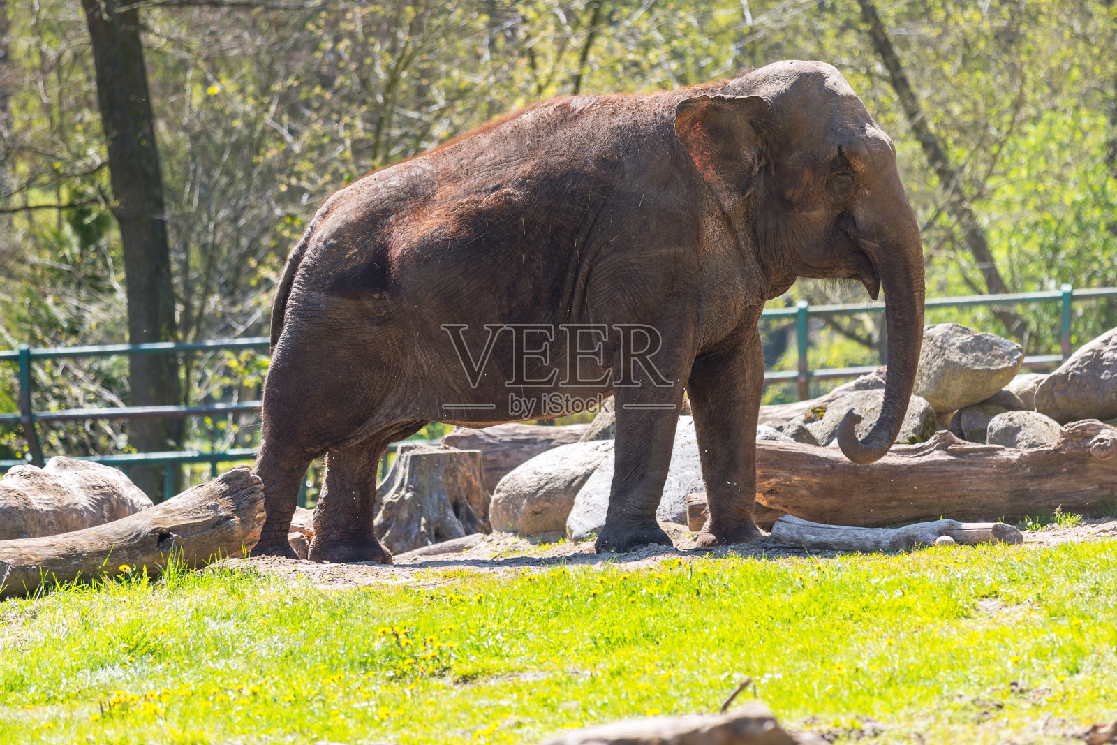 大象照片摄影图片