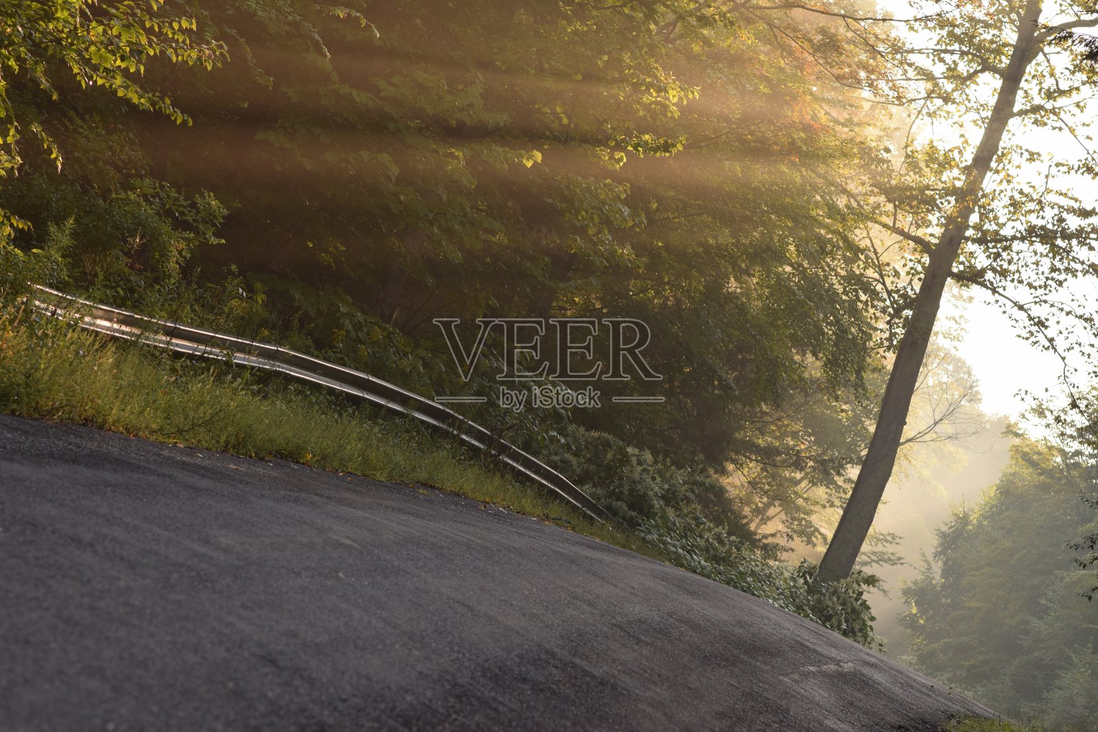 森林路上的阳光照片摄影图片