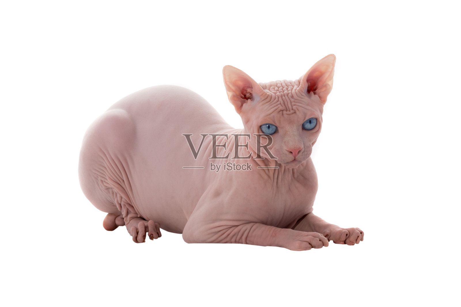 sphynx加拿大猫照片摄影图片