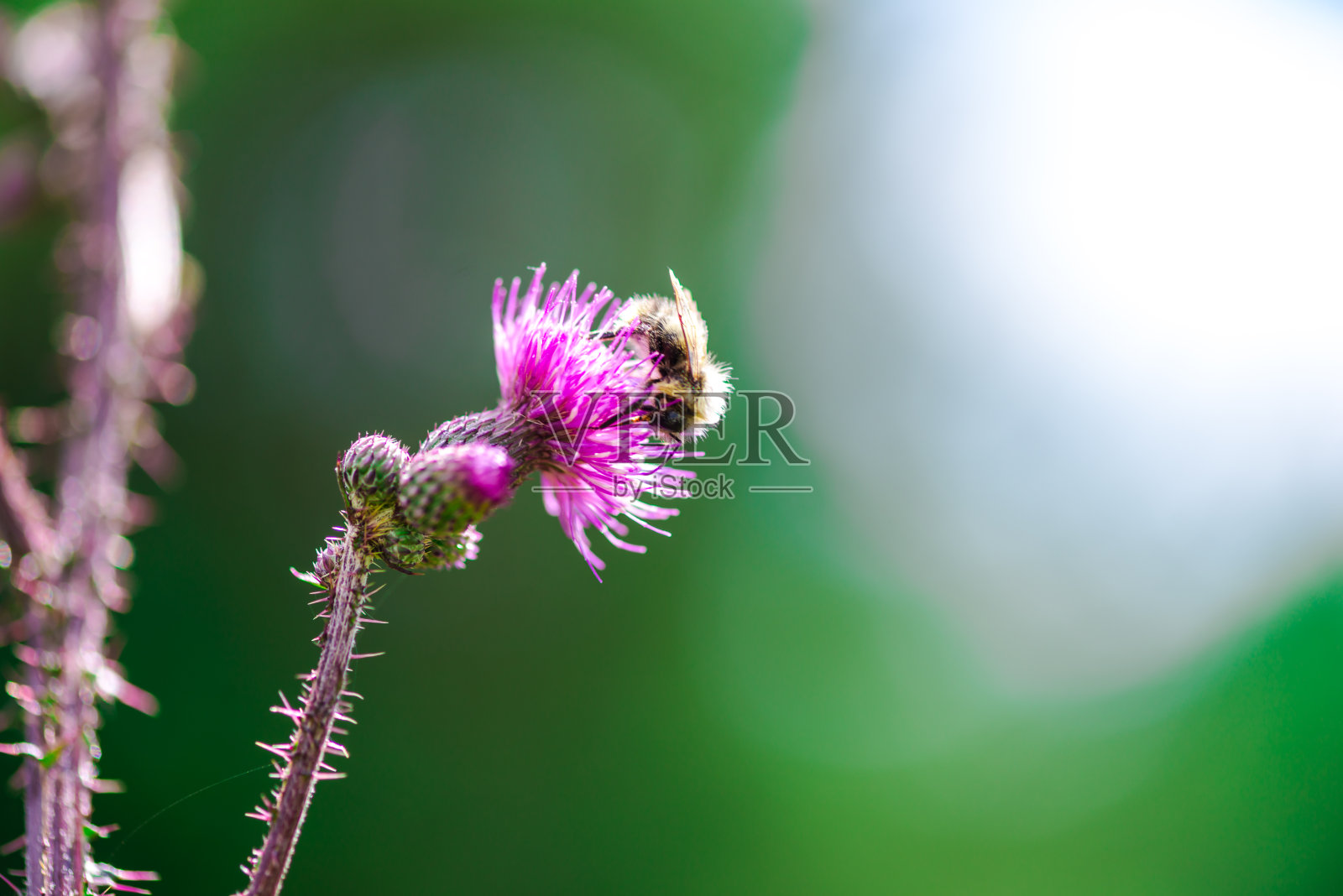 美丽的花朵照片摄影图片