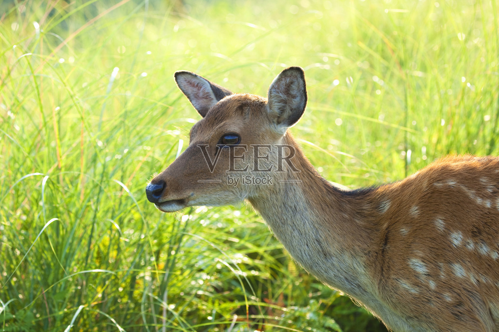 鹿在奈良照片摄影图片