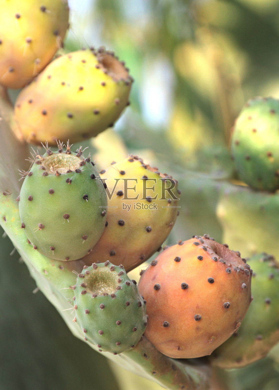 仙人掌上的仙人球。(仙人掌无花果)照片摄影图片