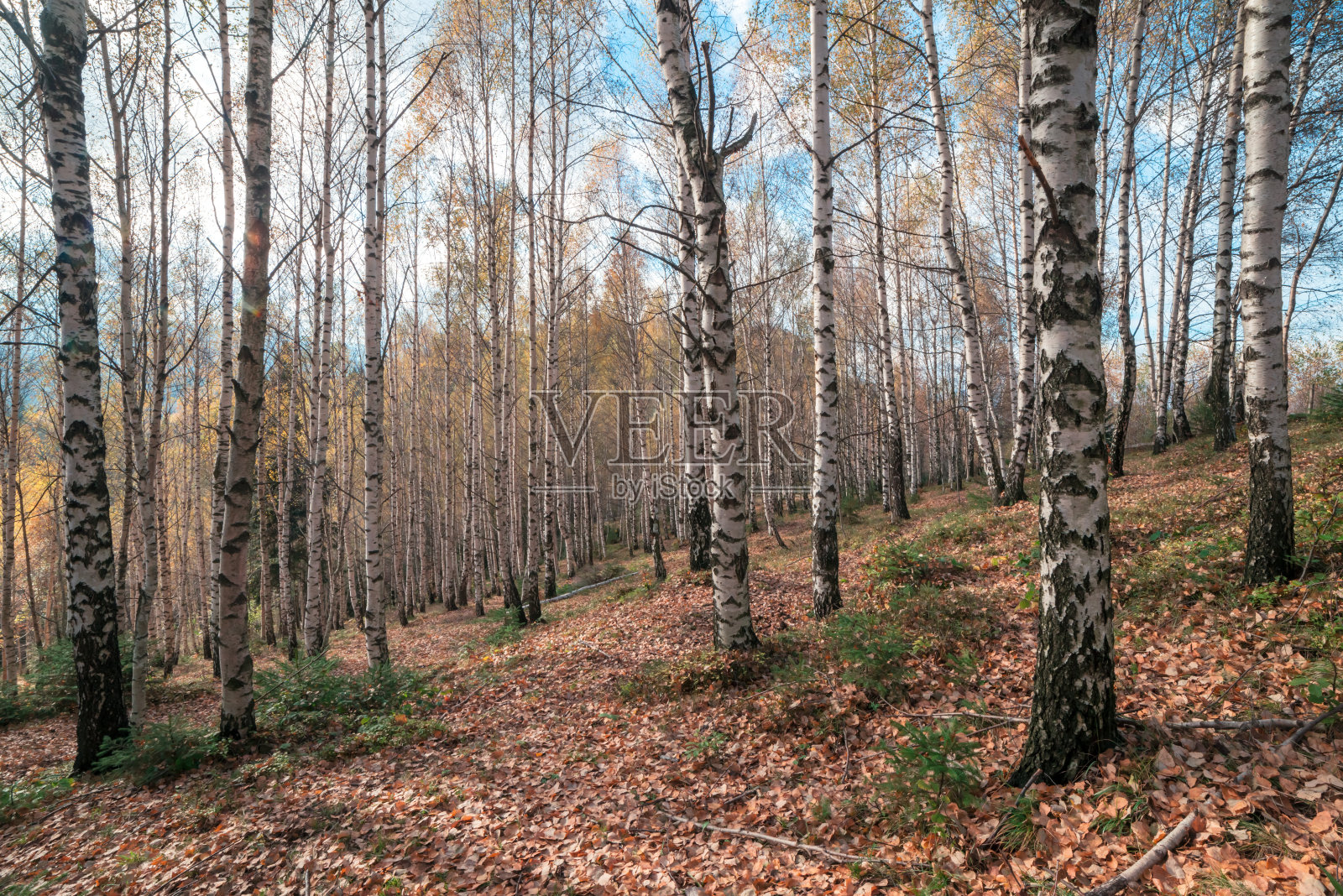 雄伟的桦树与多云的天空照片摄影图片