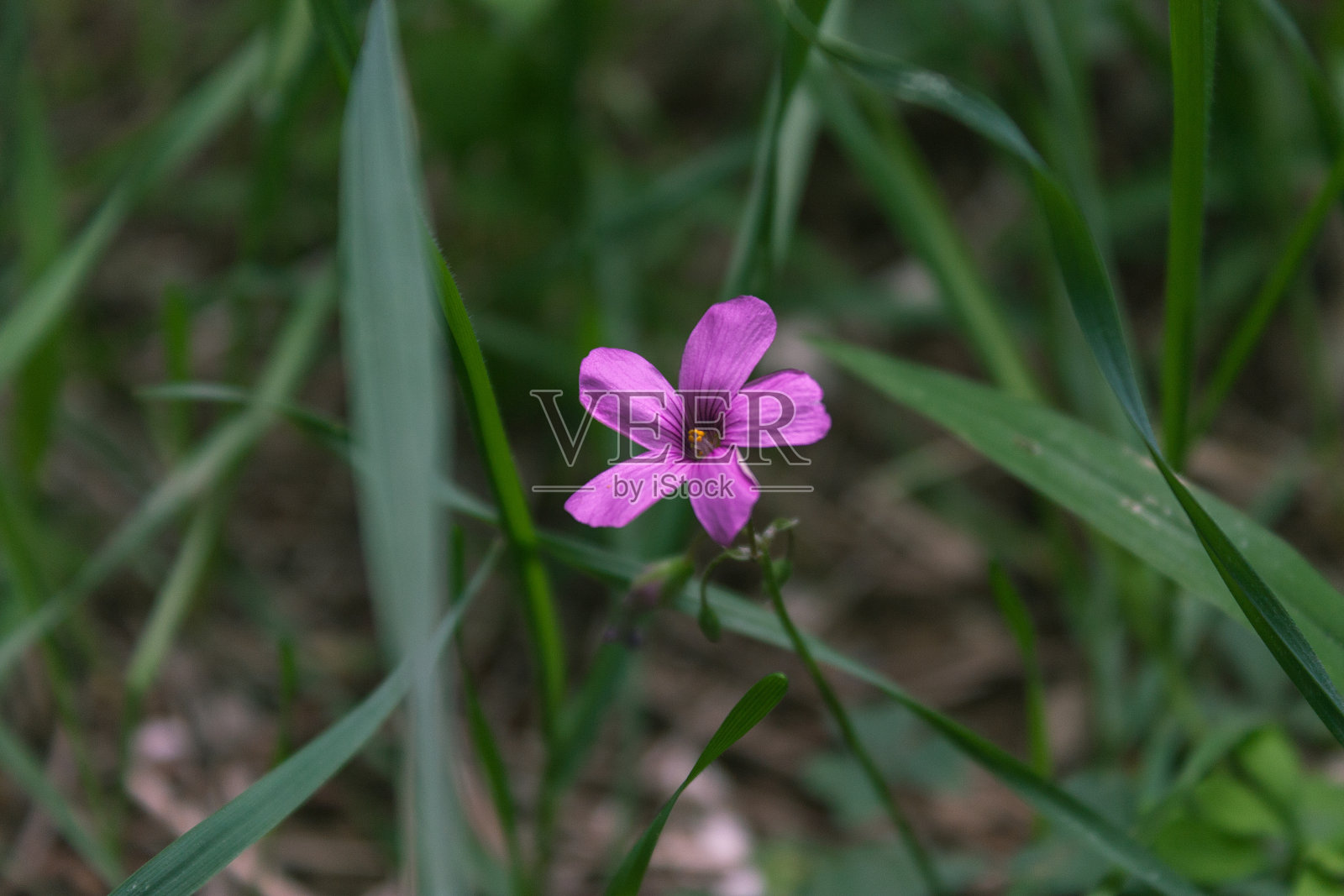 粉红色的木酢浆草属照片摄影图片