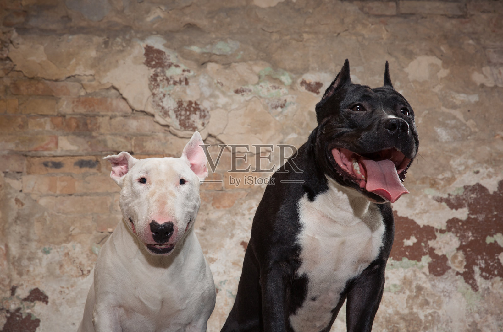 两只狗:美国黑斗牛犬和白斗牛犬坐在刮墙的背景照片摄影图片