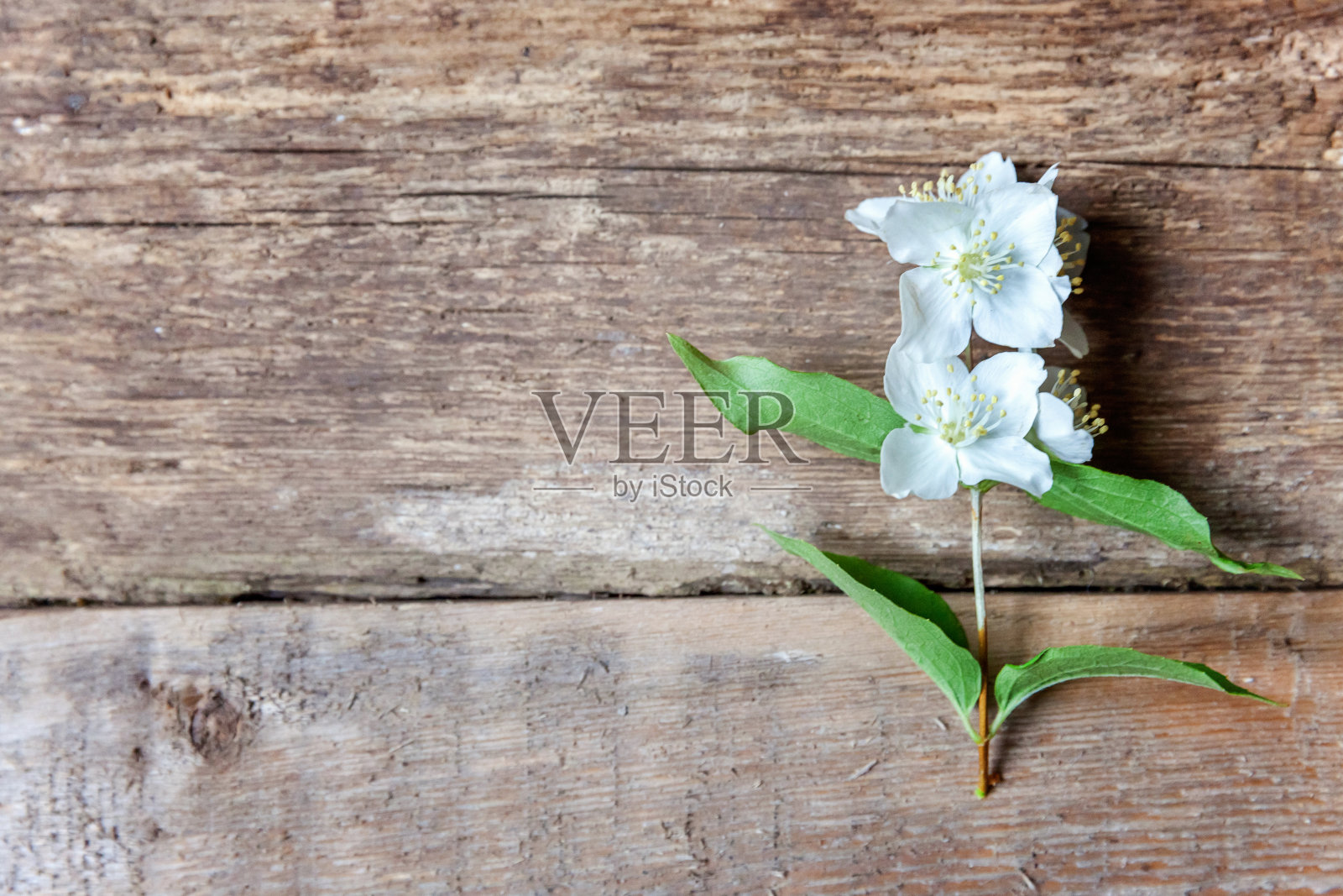 木质表面上的茉莉照片摄影图片