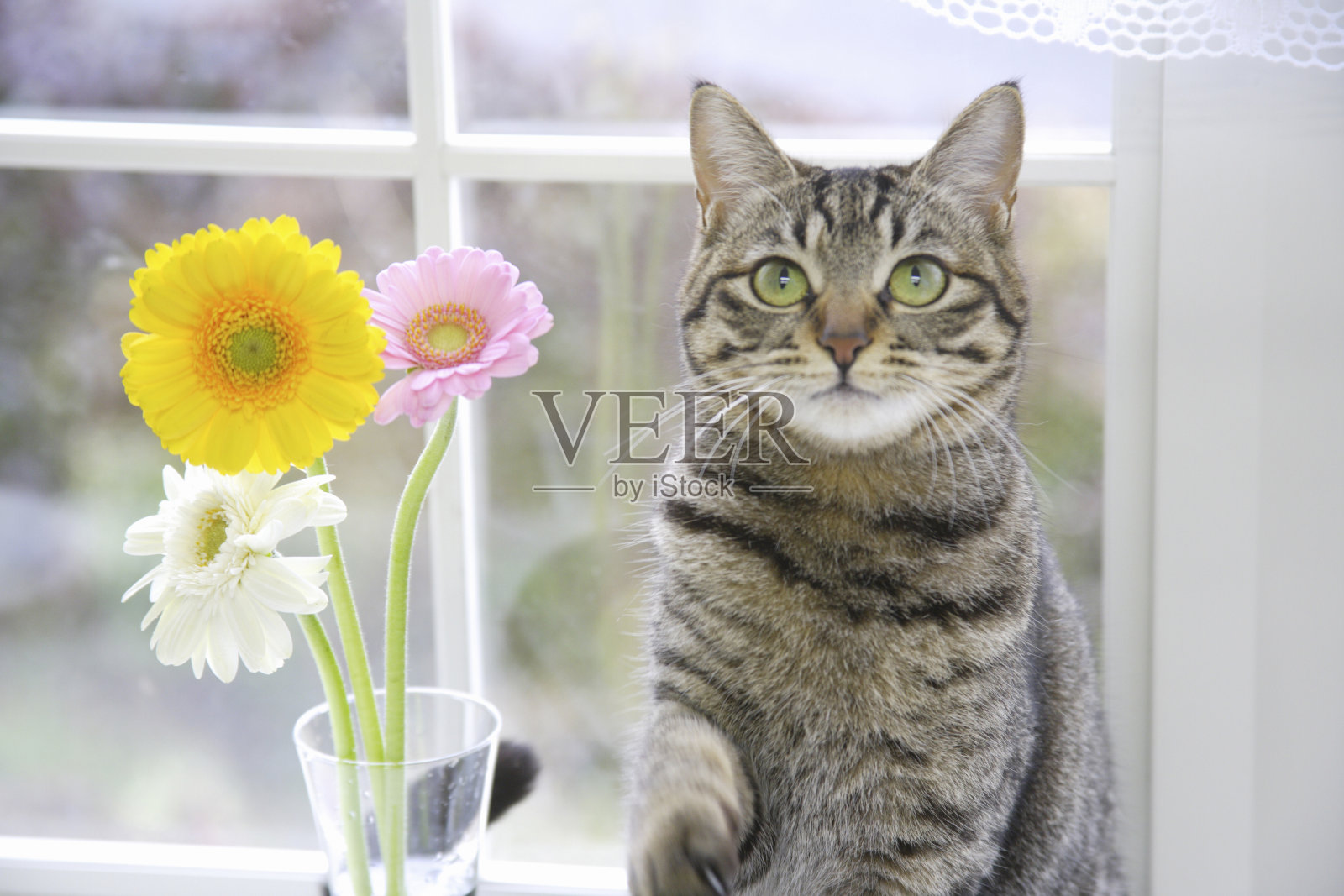 猫和非洲菊照片摄影图片