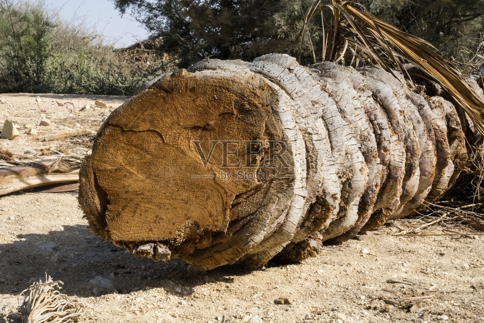 一棵砍下来的棕榈树躺在地上照片摄影图片