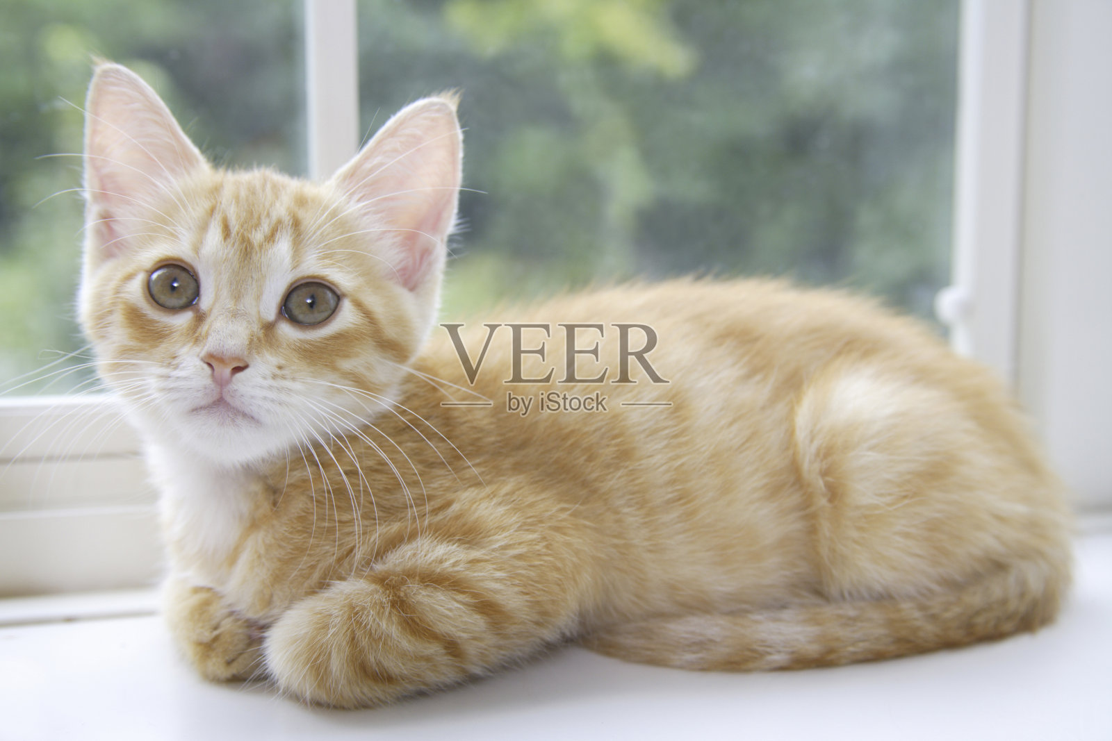 凯蒂摆出橱窗造型照片摄影图片