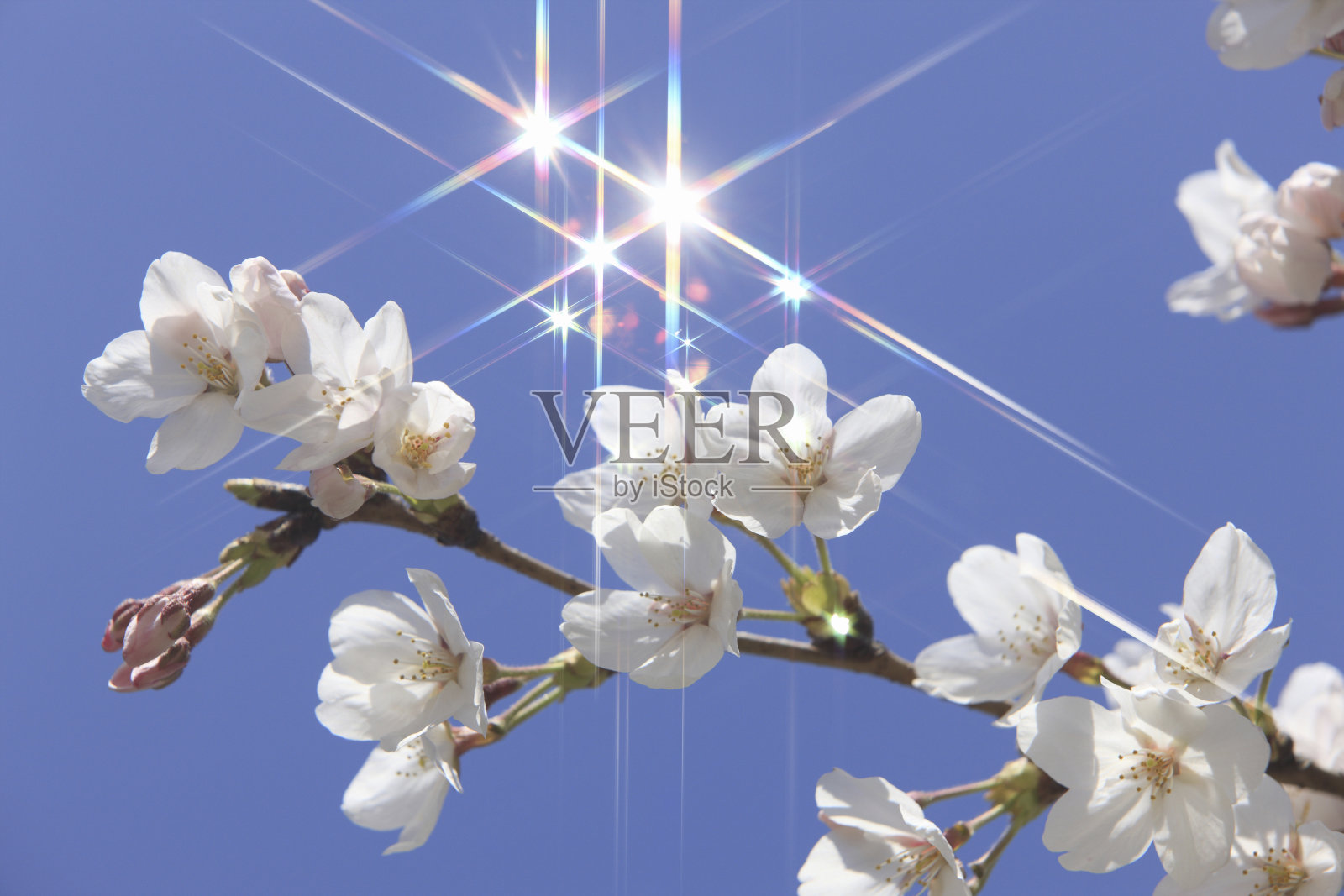 樱花和蓝天照片摄影图片