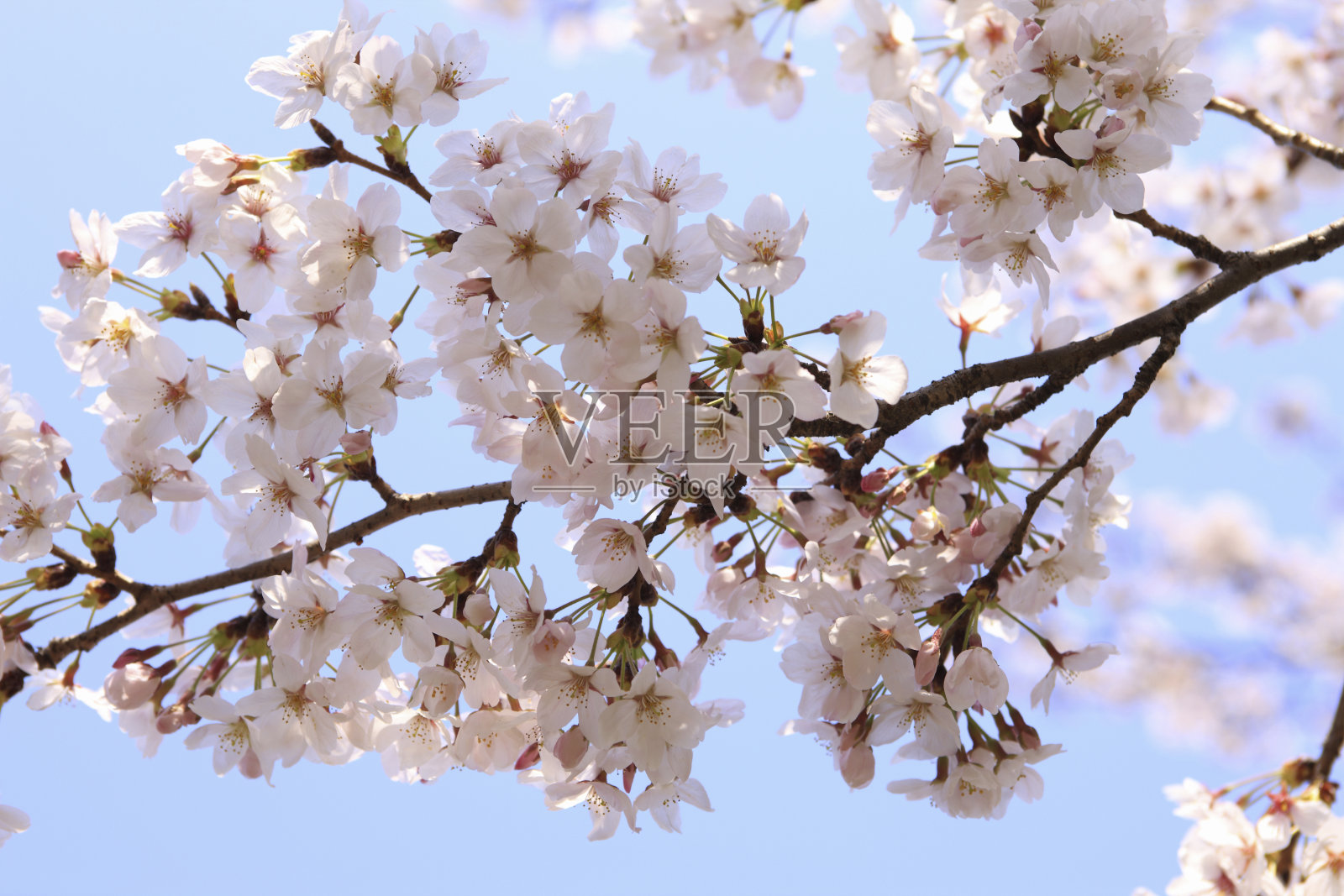 樱花和蓝天照片摄影图片