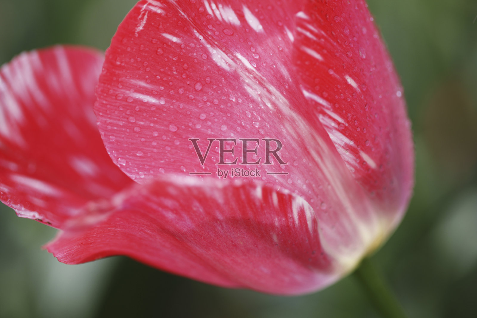 红色郁金香照片摄影图片