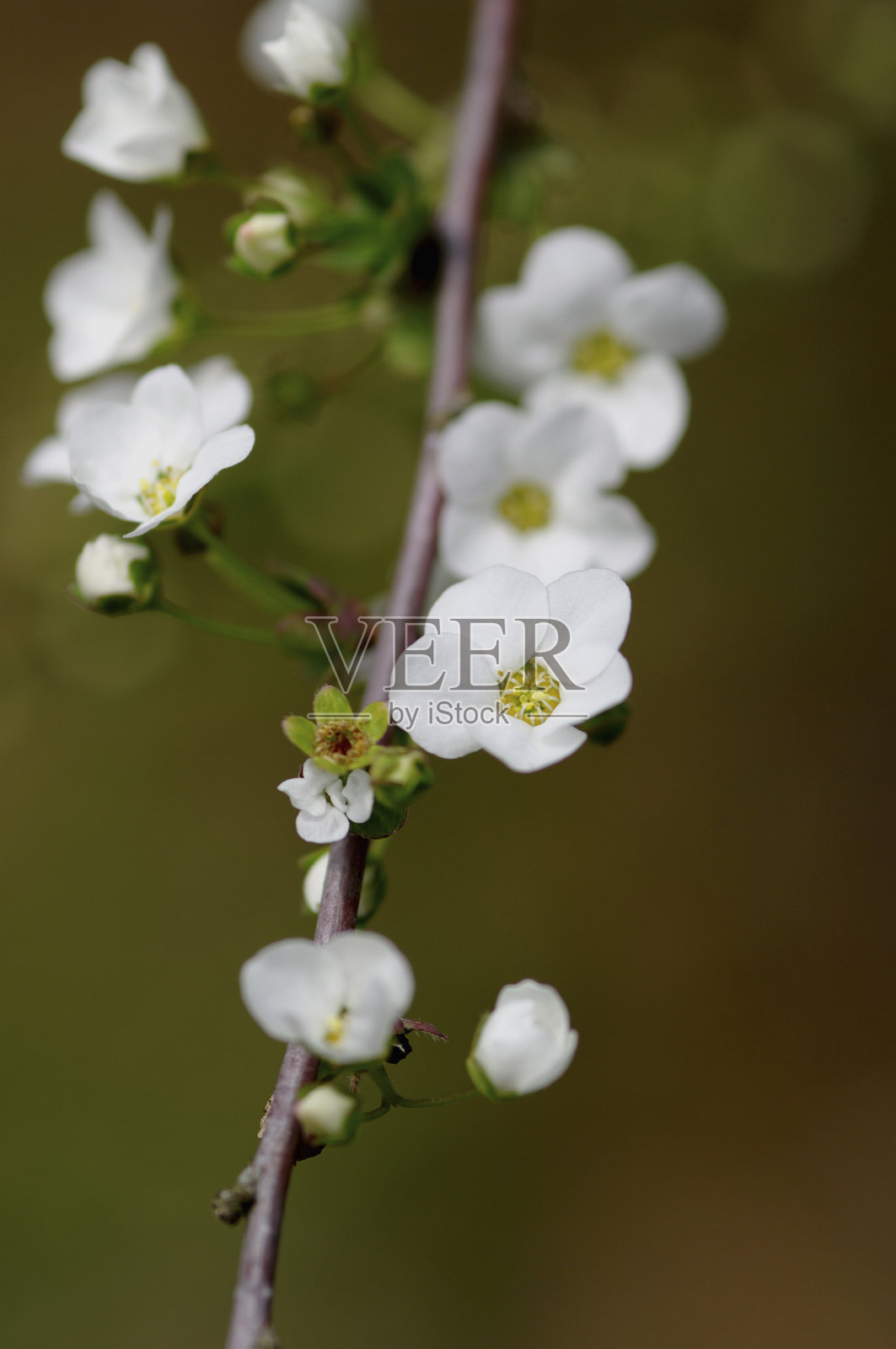 白色开花植物特写照片摄影图片